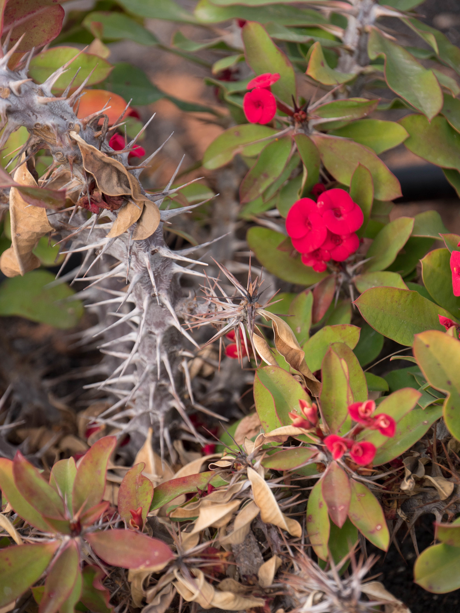 Panasonic Lumix DMC-GX8 sample photo. -1702_plants078078.jpg photography