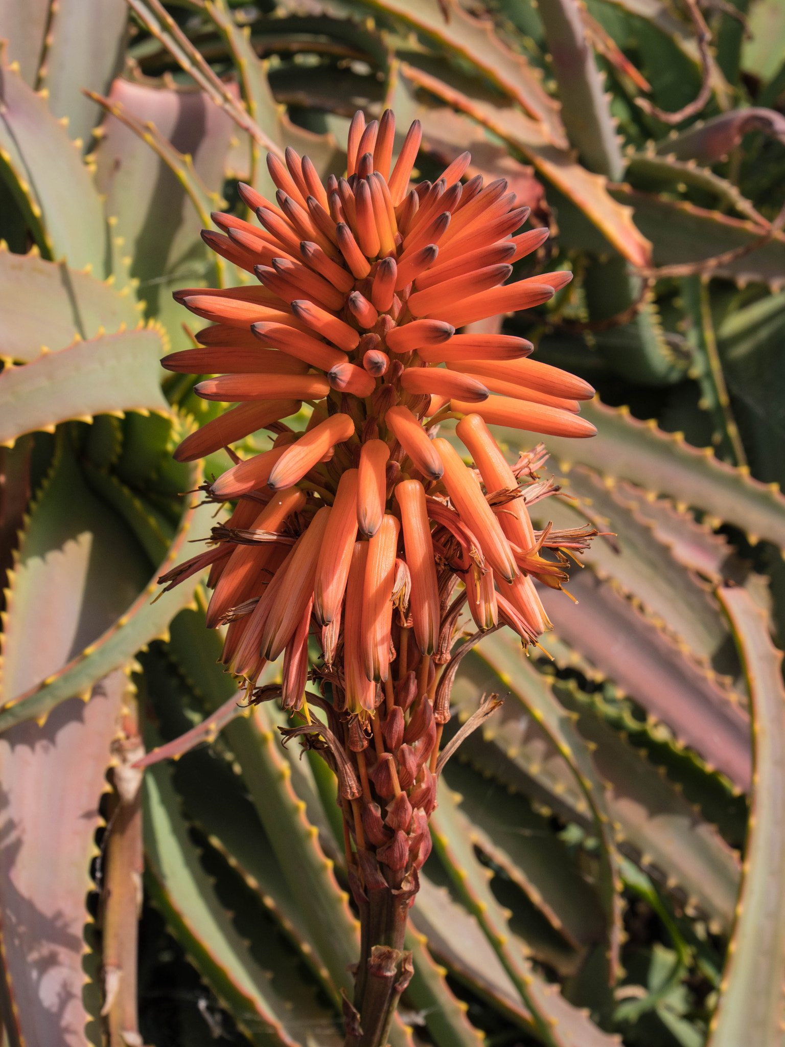 Panasonic Lumix DMC-GX8 sample photo. -1703_plants082082.jpg photography