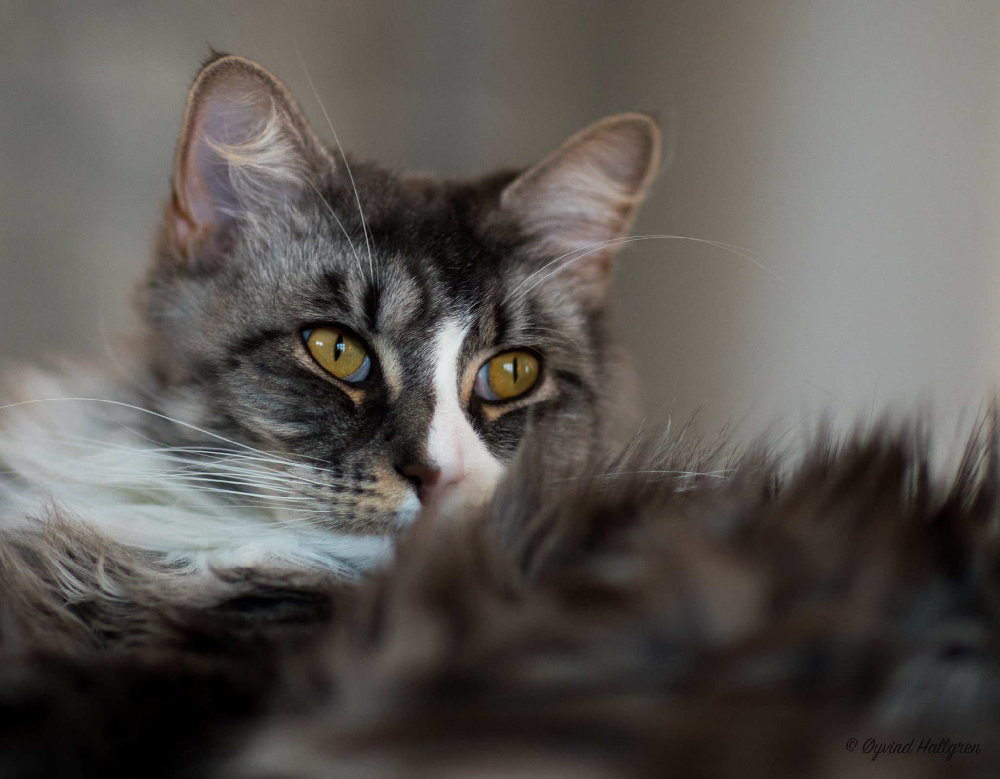 Canon EF 85mm F1.2L II USM sample photo. Emma is watching photography