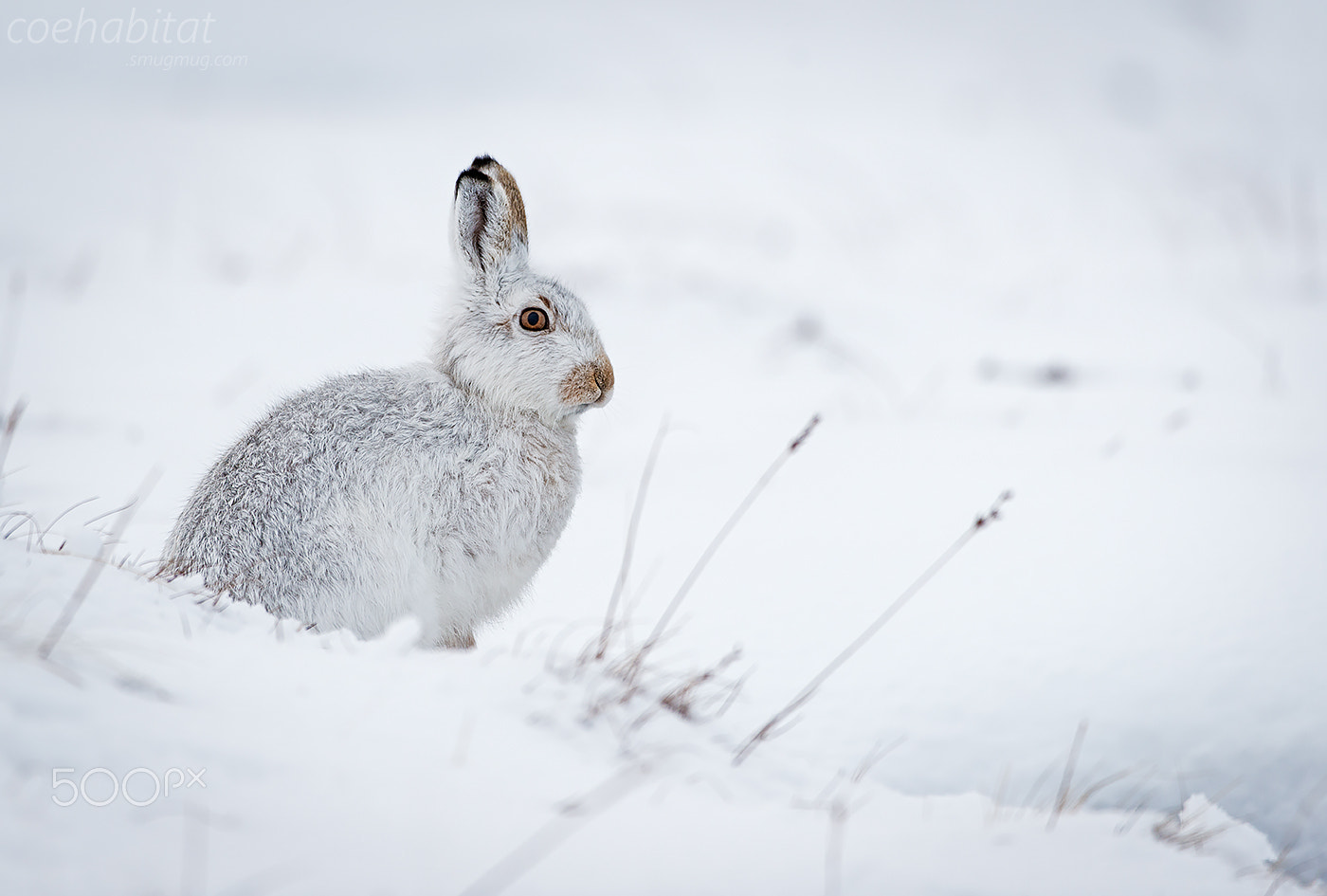 Nikon D800 + Nikon AF-S Nikkor 200-400mm F4G ED-IF VR sample photo. Mountain hare photography