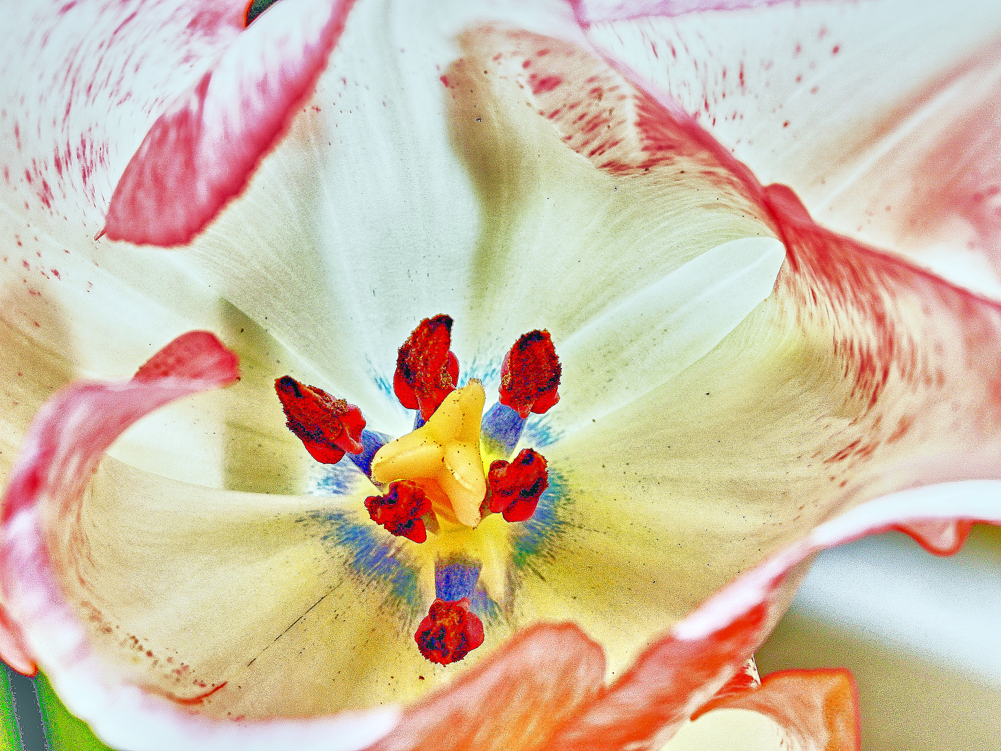 90mm F2.8 Macro SSM sample photo. Stempel einer tulpe photography