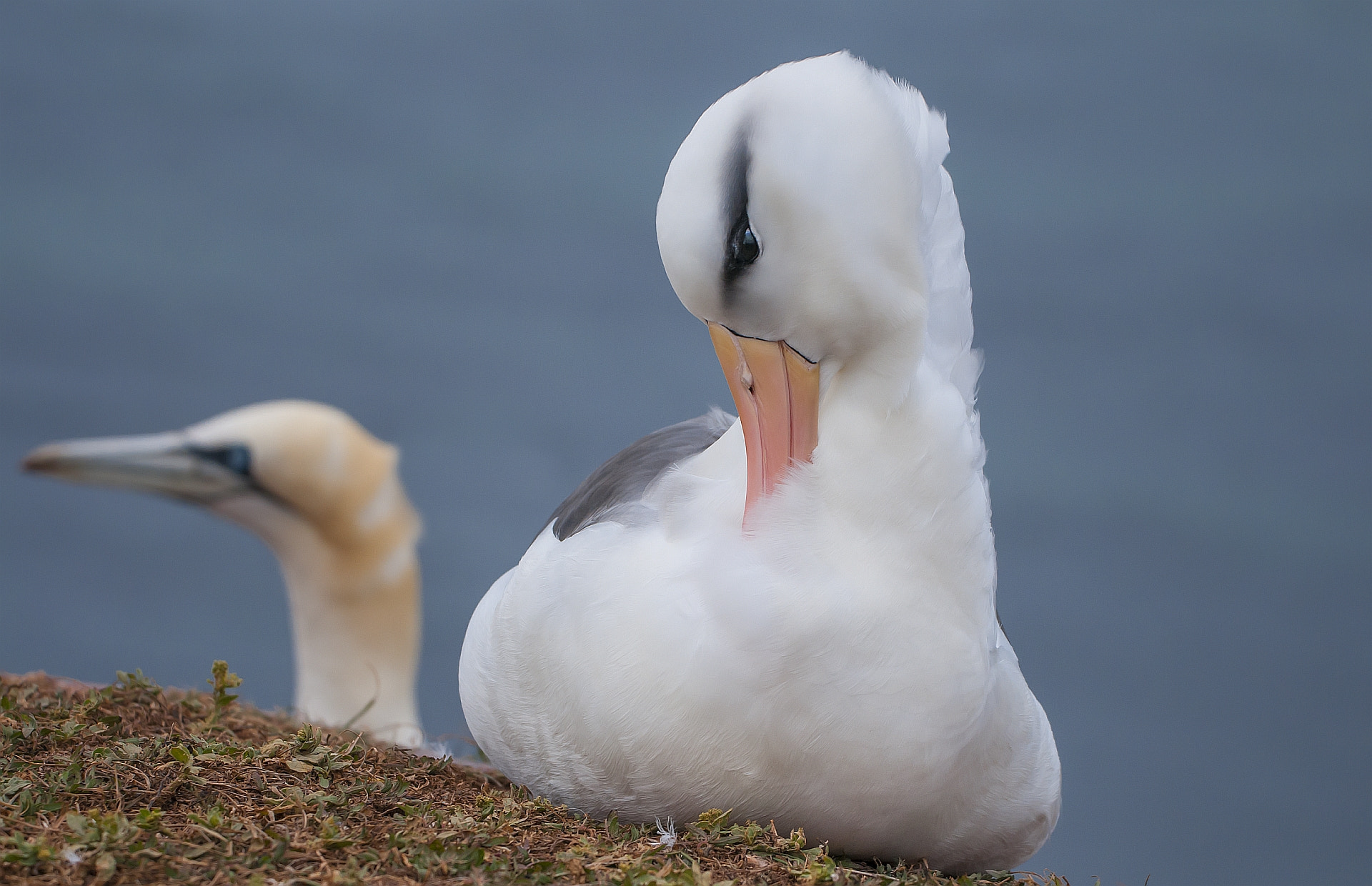 Sigma 50-500mm F4.5-6.3 DG OS HSM sample photo. ... a rare guest on heligoland ... photography