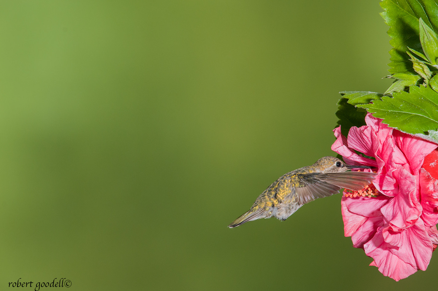 Nikon AF-S Nikkor 400mm F2.8G ED VR II sample photo. Allen's hummingbird feeding photography
