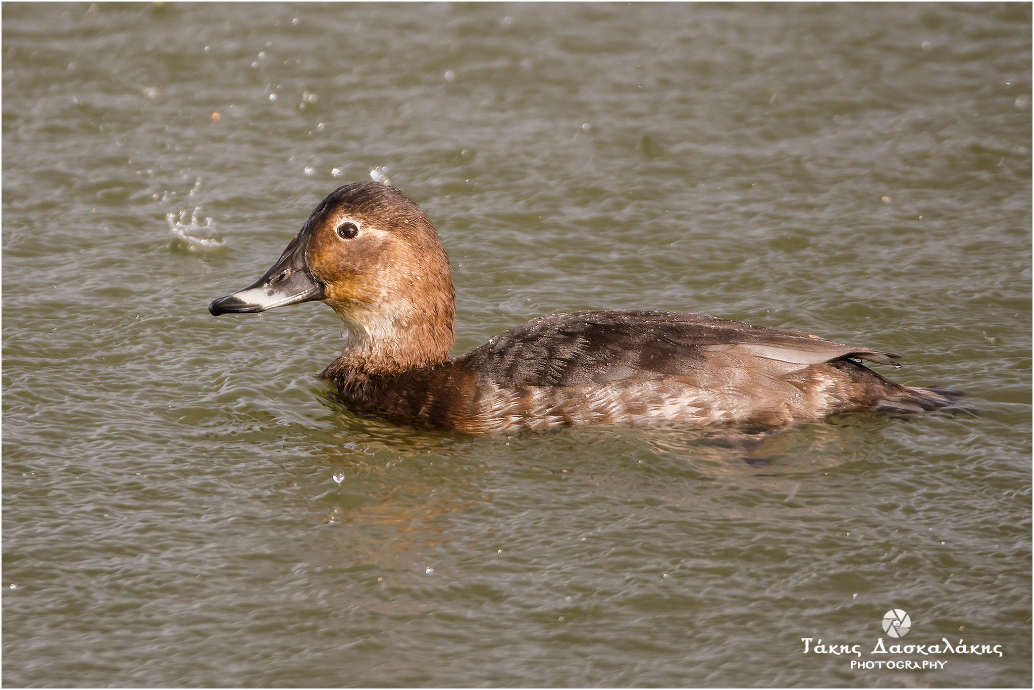 Nikon D500 + Sigma 150-600mm F5-6.3 DG OS HSM | S sample photo. Dsc photography