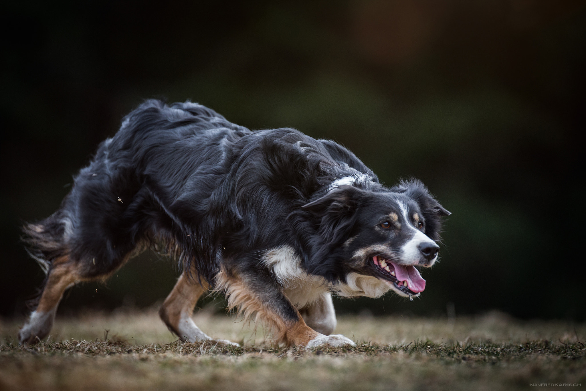 Canon EOS-1D X + Canon EF 200mm F2.8L II USM sample photo. Focused photography