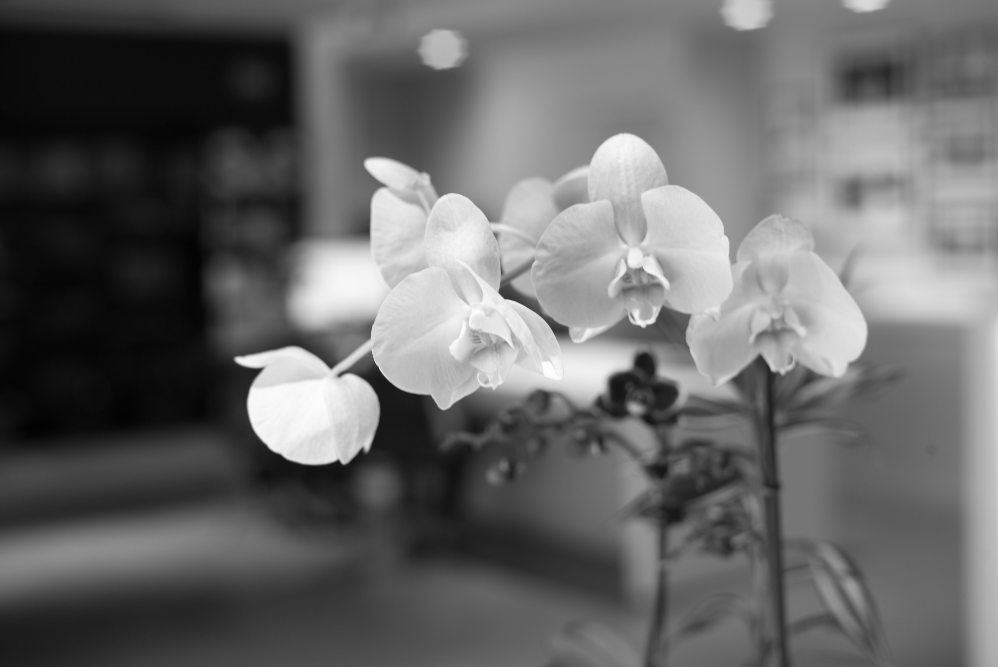 Leica Summilux-M 50mm F1.4 ASPH sample photo. Leica store flowers photography