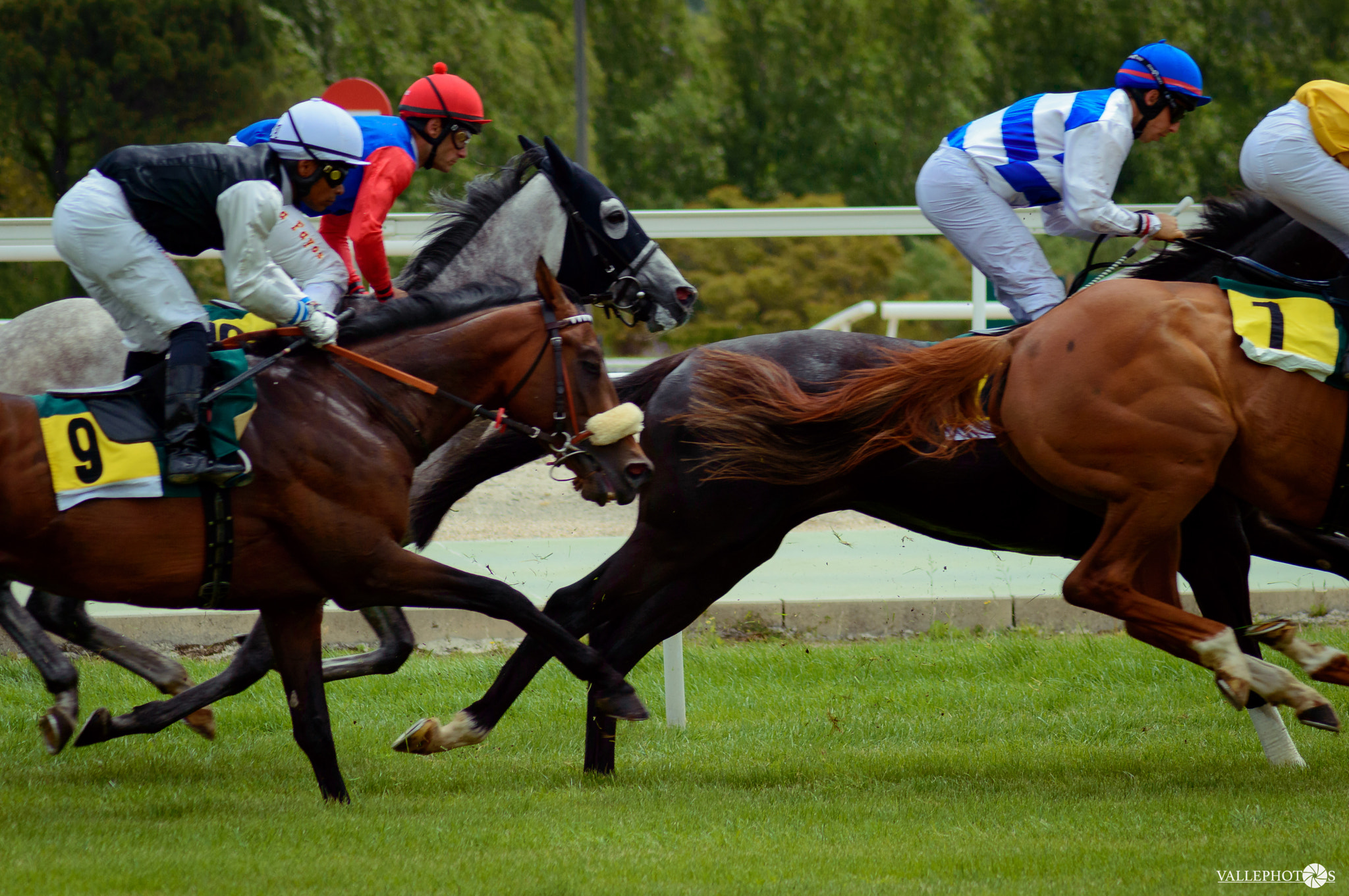 Nikon D3200 sample photo. Fast horse photography