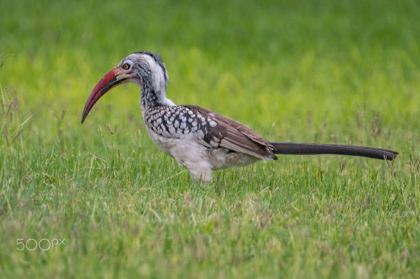 Fujifilm X-T2 sample photo. Hornbill photography