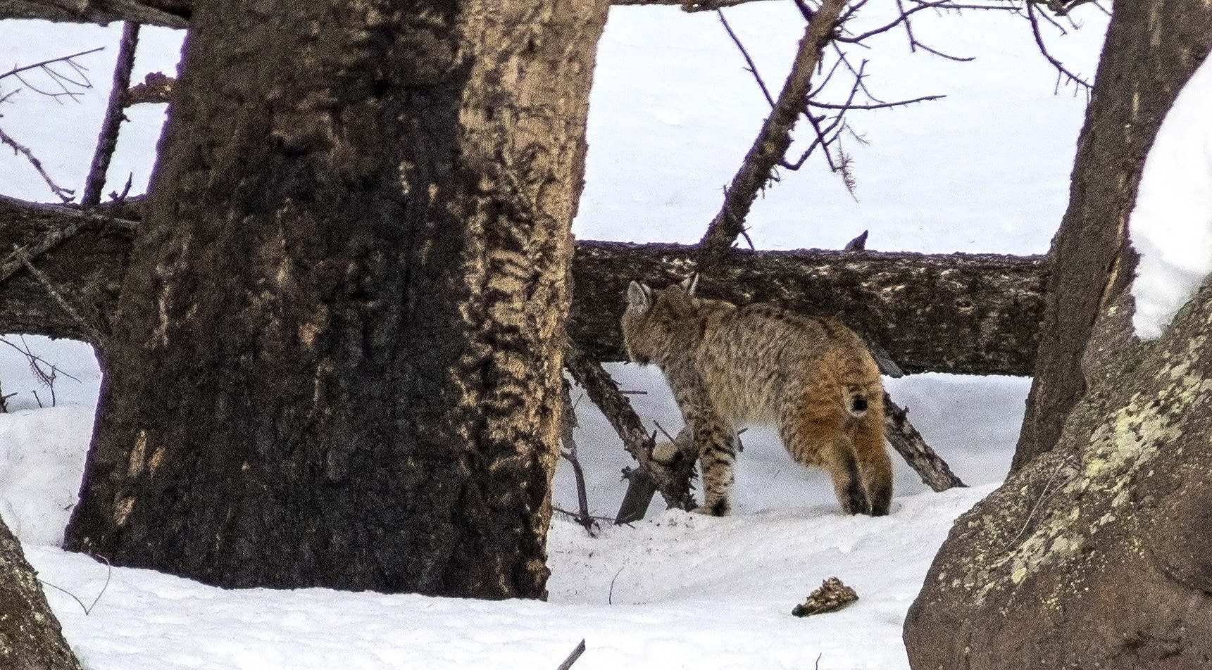 Canon EF 200mm F2.8L II USM sample photo. Rare encounter with a bobcat photography