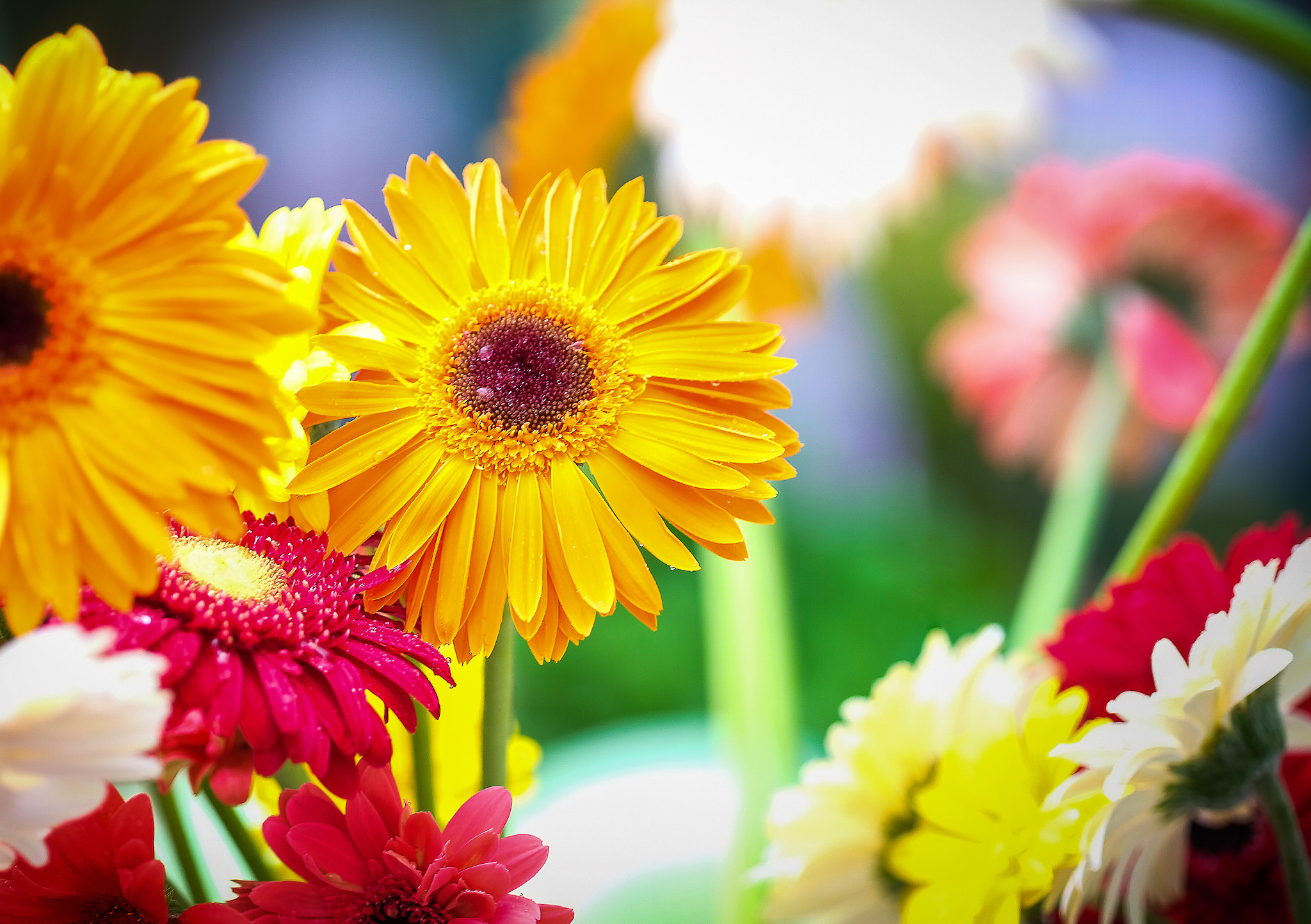 Fujifilm X-T2 sample photo. Garden flowers photography