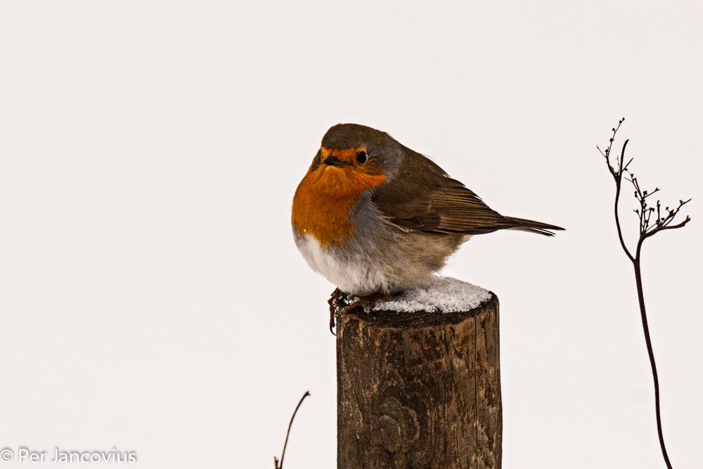Tamron SP 150-600mm F5-6.3 Di VC USD sample photo. Robin photography