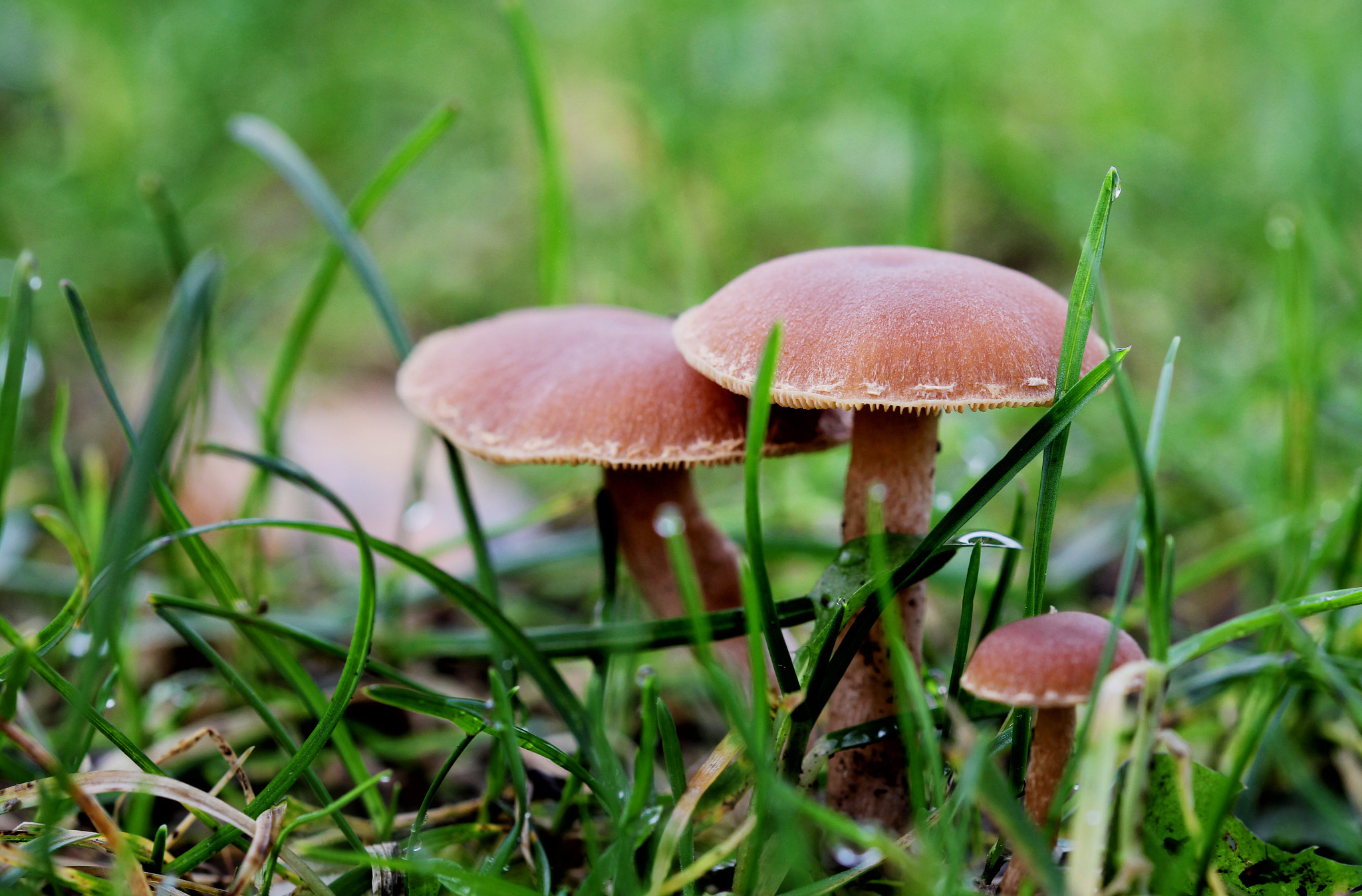 Canon EOS 60D + Sigma 105mm F2.8 EX DG OS HSM sample photo. Mushrooms photography