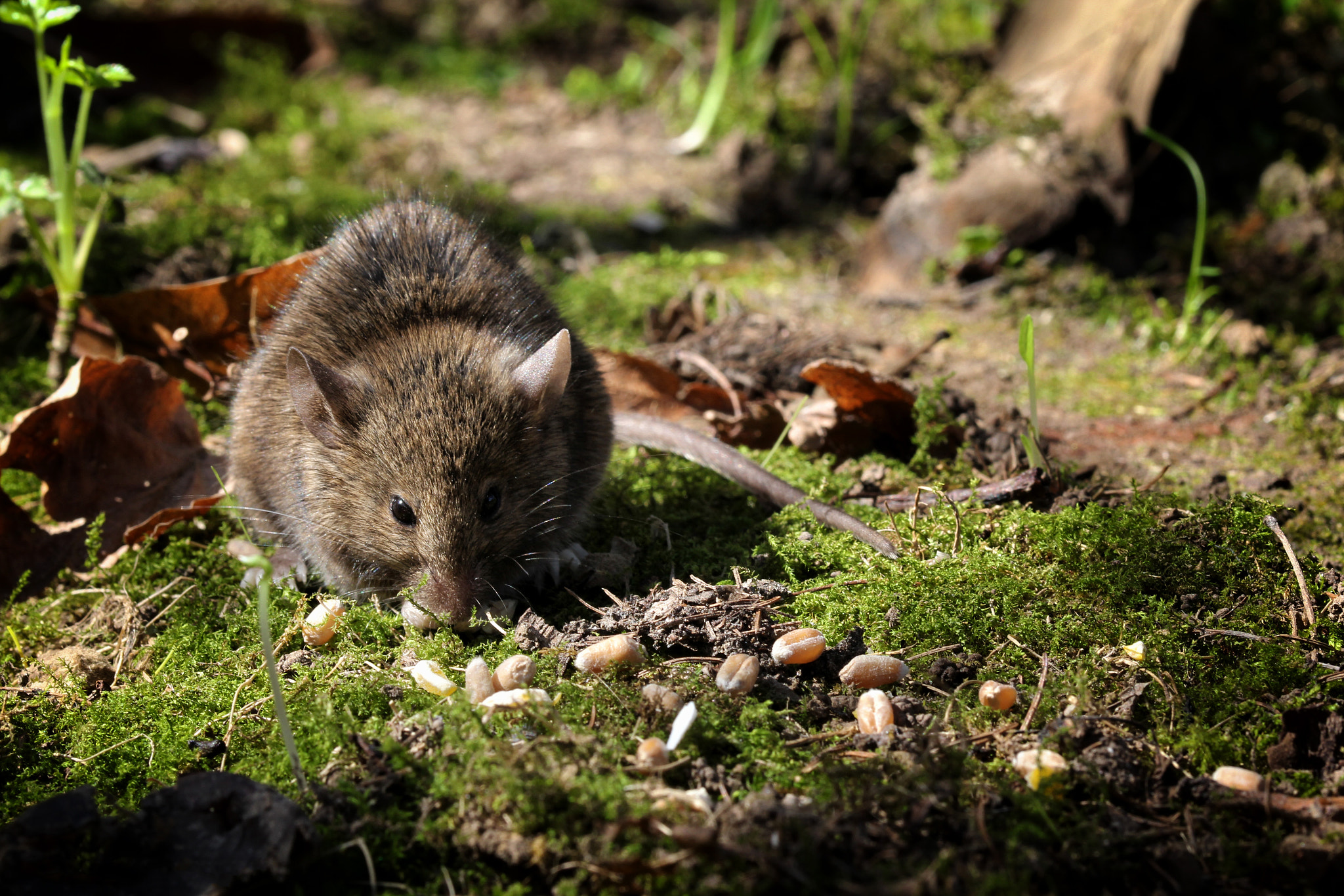 Canon EOS 60D + Sigma 105mm F2.8 EX DG OS HSM sample photo. Eating crumbs photography