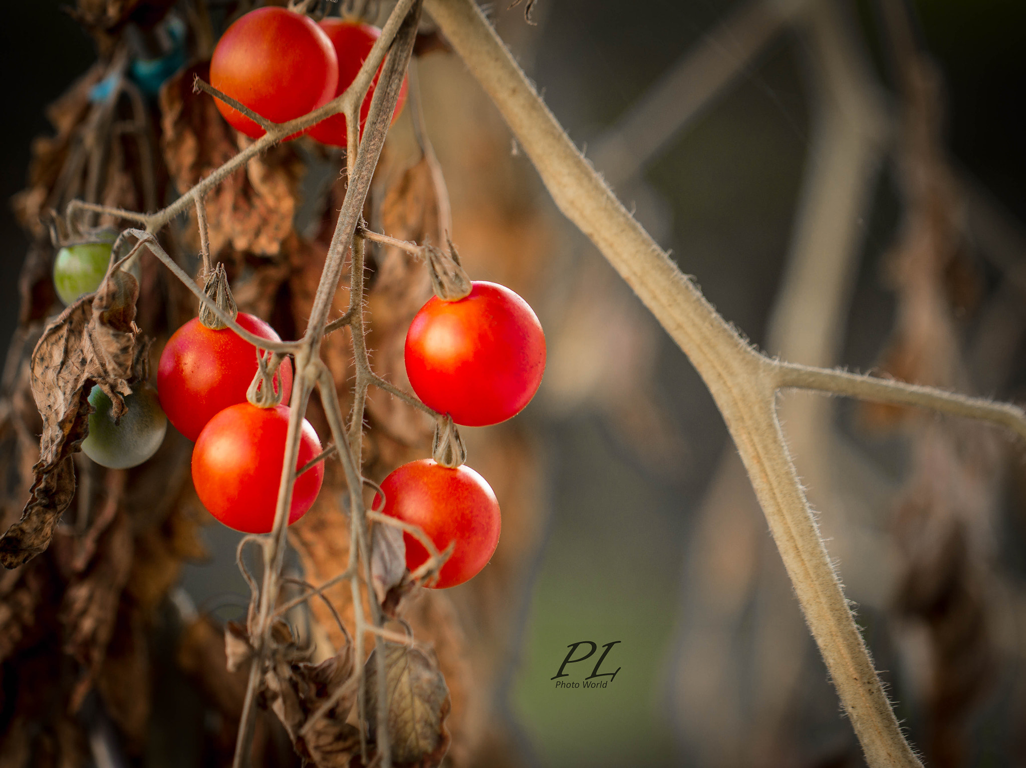 Canon EF 100mm F2.8L Macro IS USM sample photo. Unbreakable photography