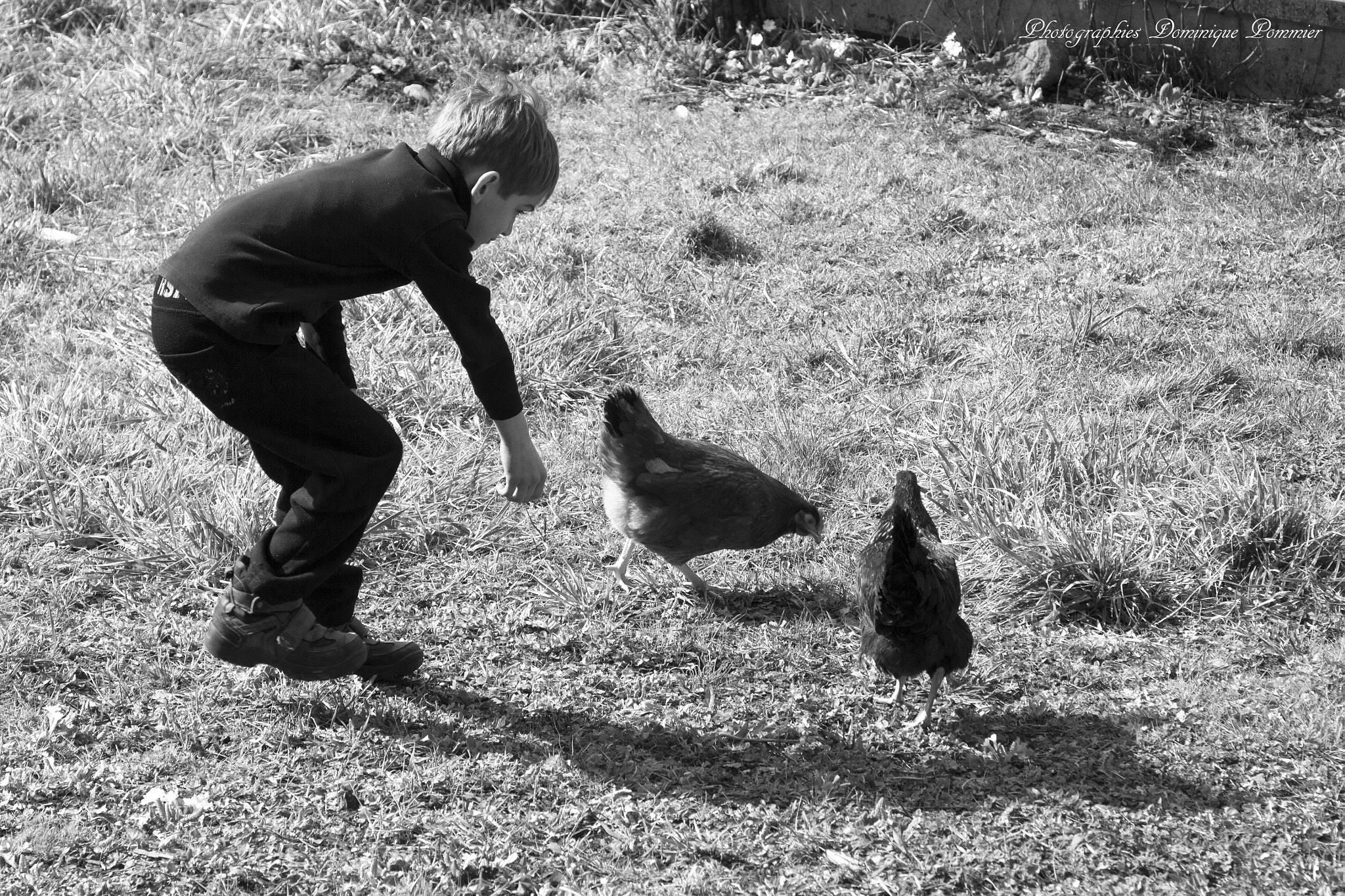 Canon EOS 550D (EOS Rebel T2i / EOS Kiss X4) + Canon EF 24-105mm F4L IS USM sample photo. Apprivoiser les poules... photography
