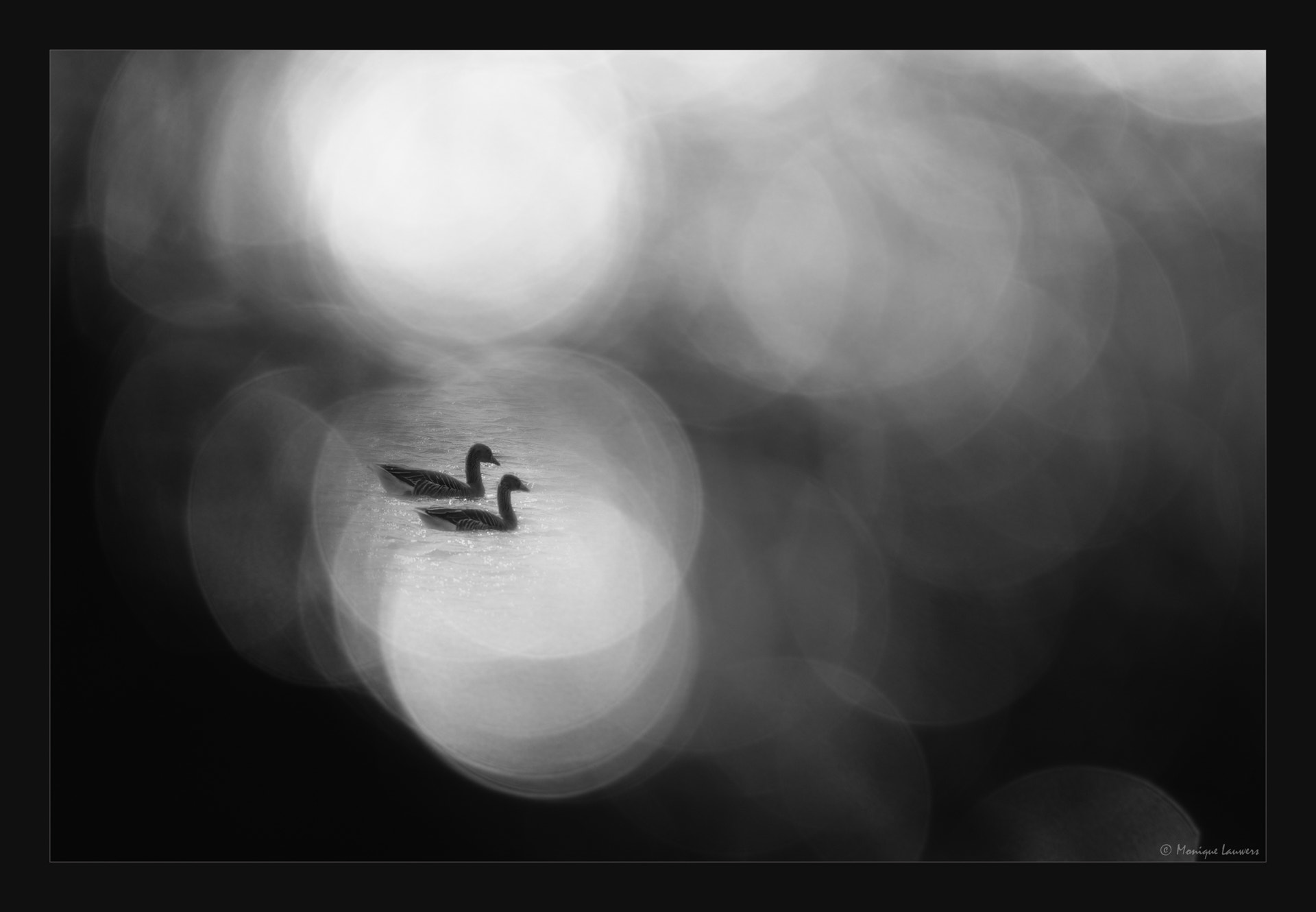 Nikon D600 sample photo. Grey geese in reflection photography