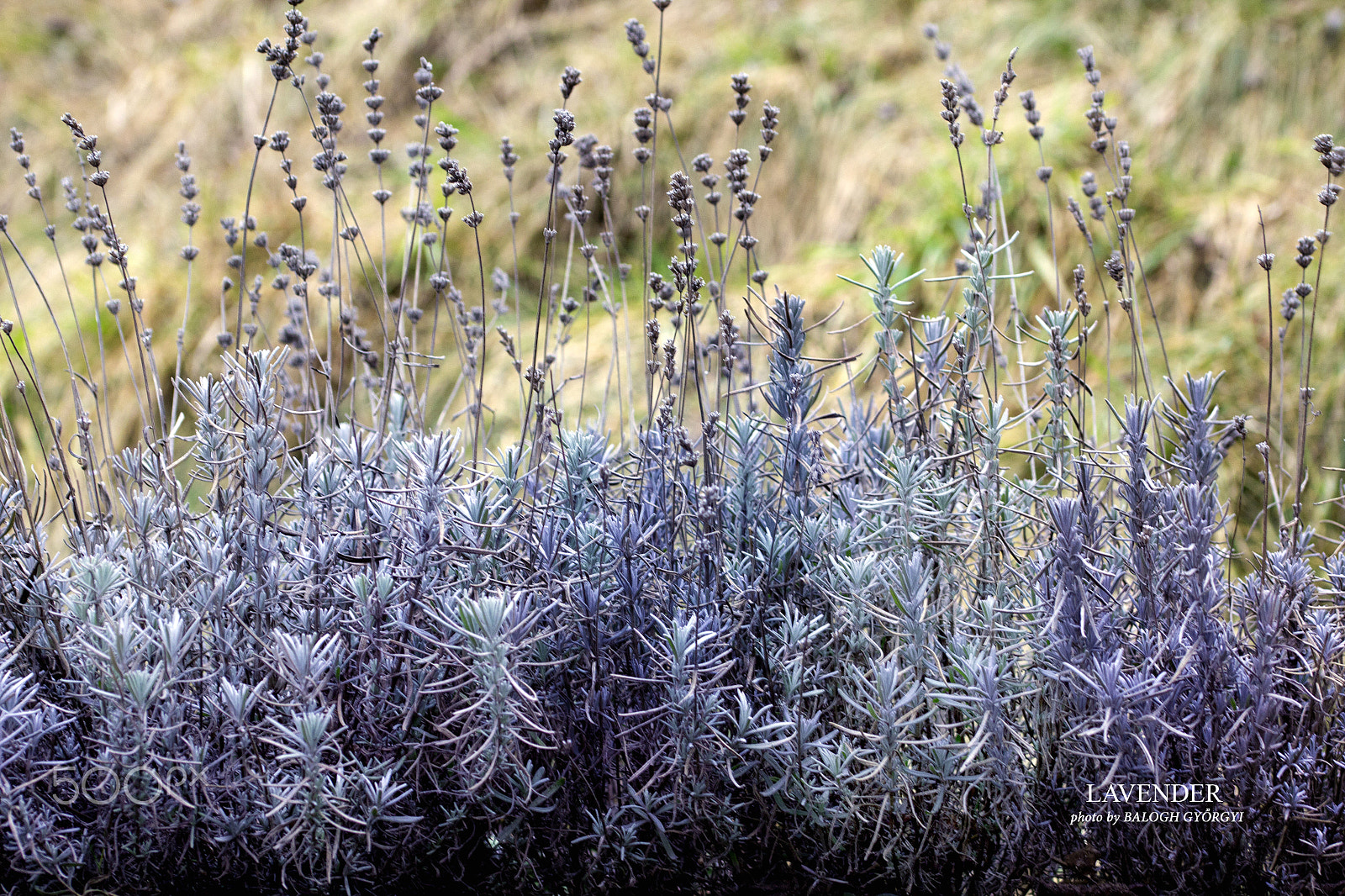 Sigma 105mm F2.8 EX DG OS HSM sample photo. Lavender photography