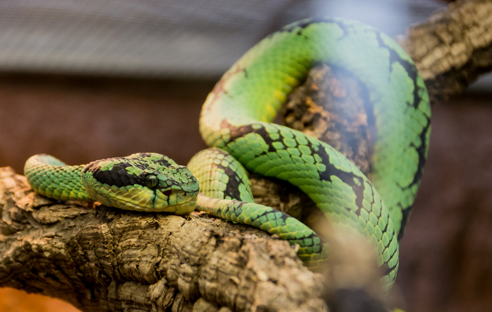 Sigma 17-70mm F2.8-4 DC Macro OS HSM sample photo. Ceylon-lanzenotter photography