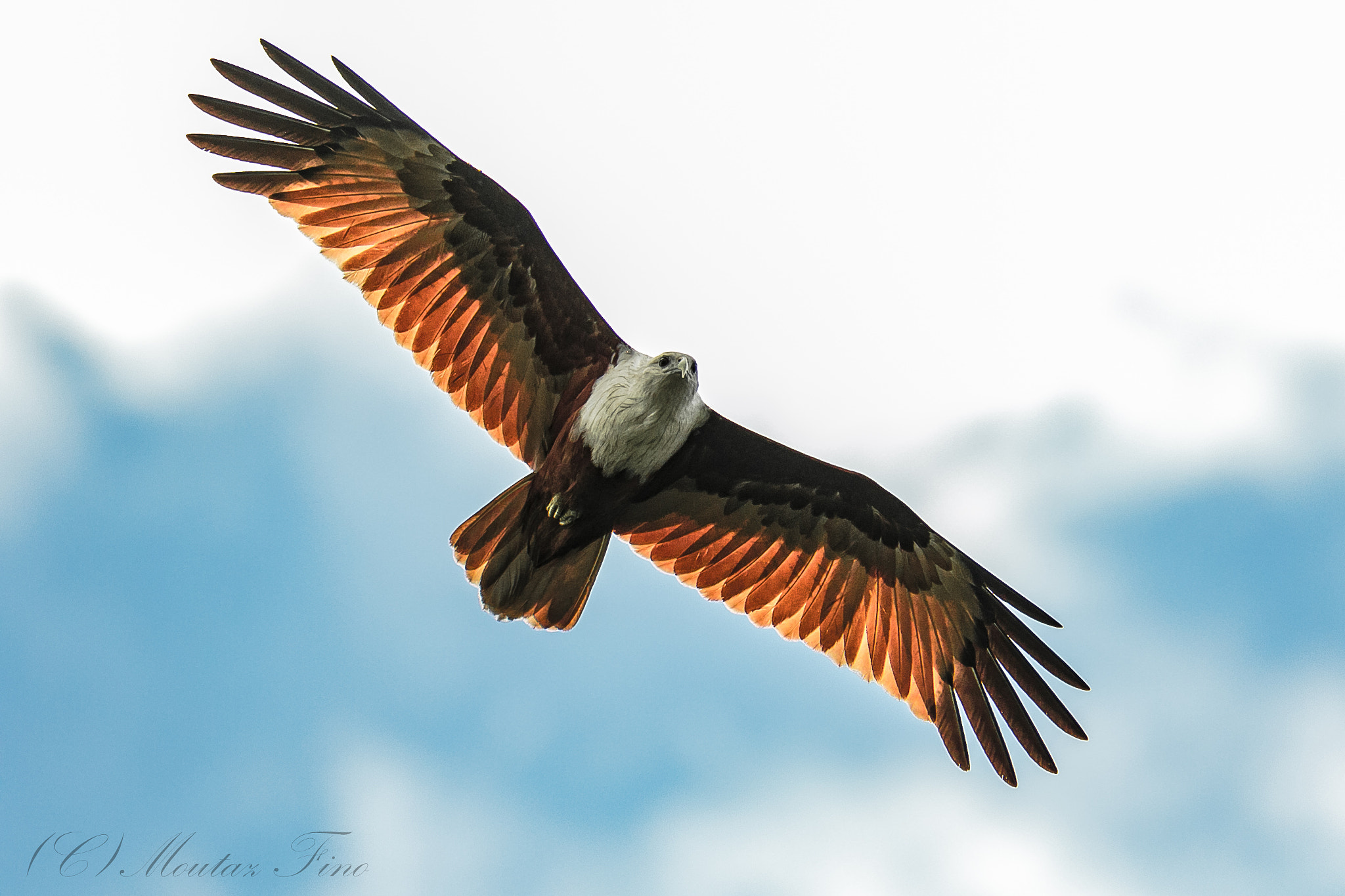 150-600mm F5-6.3 DG OS HSM | Contemporary 015 sample photo. Brahmini red kite eagel photography