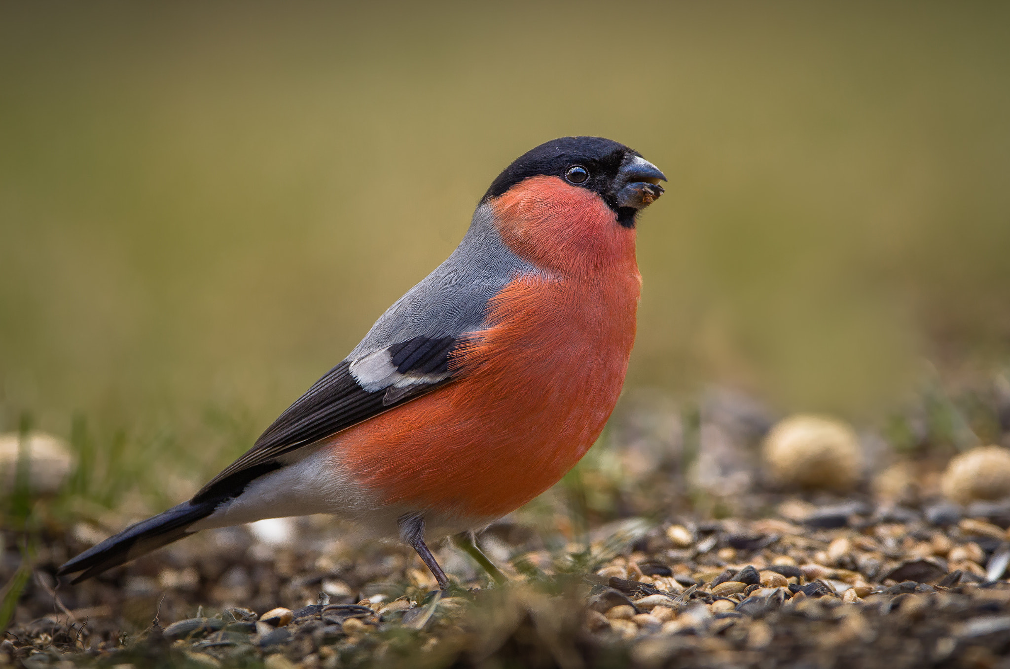 Sigma 150-600mm F5-6.3 DG OS HSM | C sample photo. Bullfinch photography