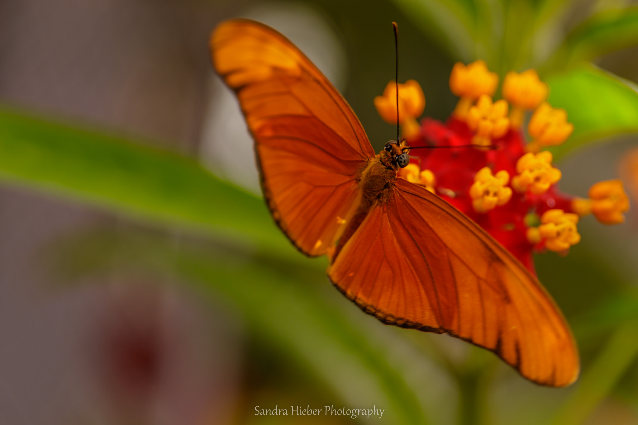 Canon EF-S 60mm F2.8 Macro USM sample photo. Julia-falter ( dryas julia ) photography