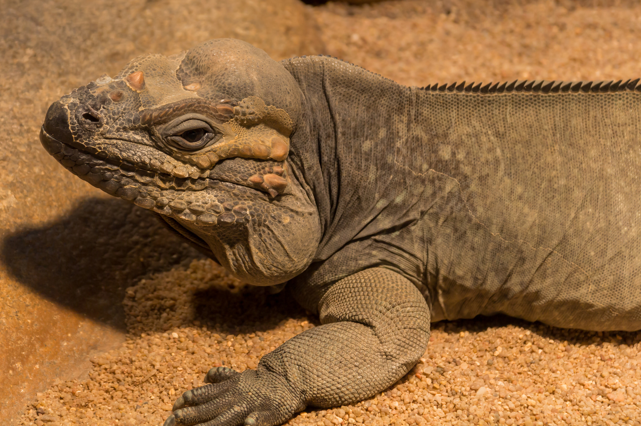 Canon EOS 700D (EOS Rebel T5i / EOS Kiss X7i) + Sigma 17-70mm F2.8-4 DC Macro OS HSM sample photo. Nashornleguan (cyclura cornuta) photography