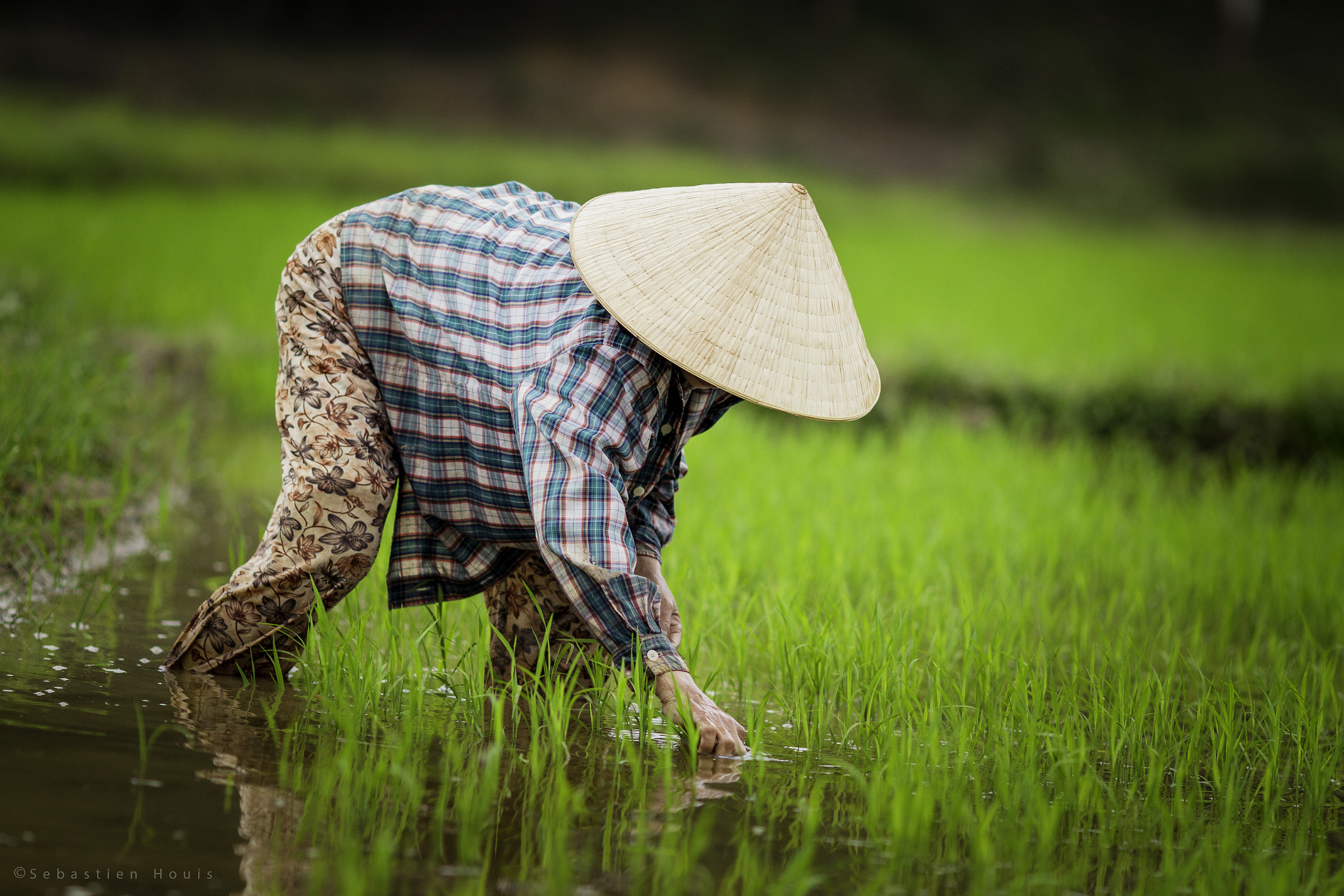 Canon EOS 7D sample photo. In the rice field photography