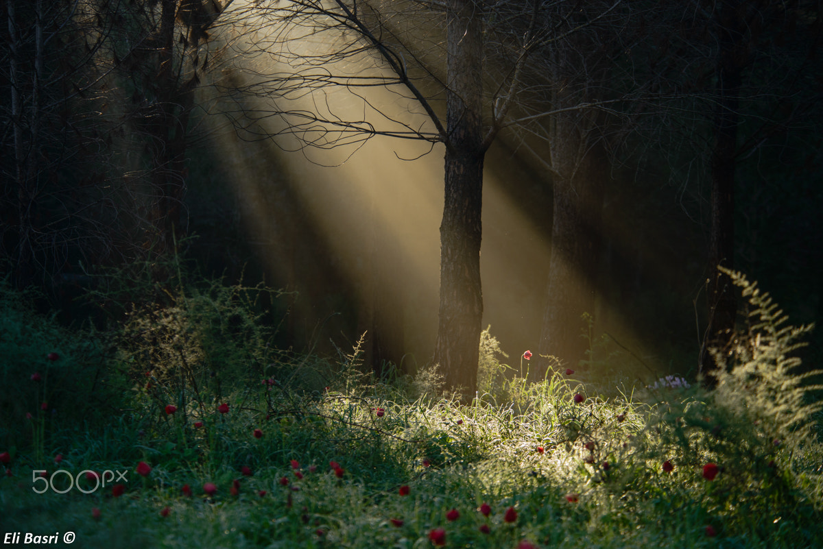 Nikon D800 sample photo. Sun ray photography