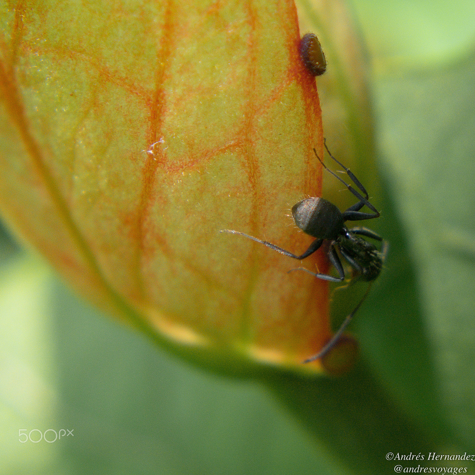 Nikon D3400 sample photo. Ant on a flower photography