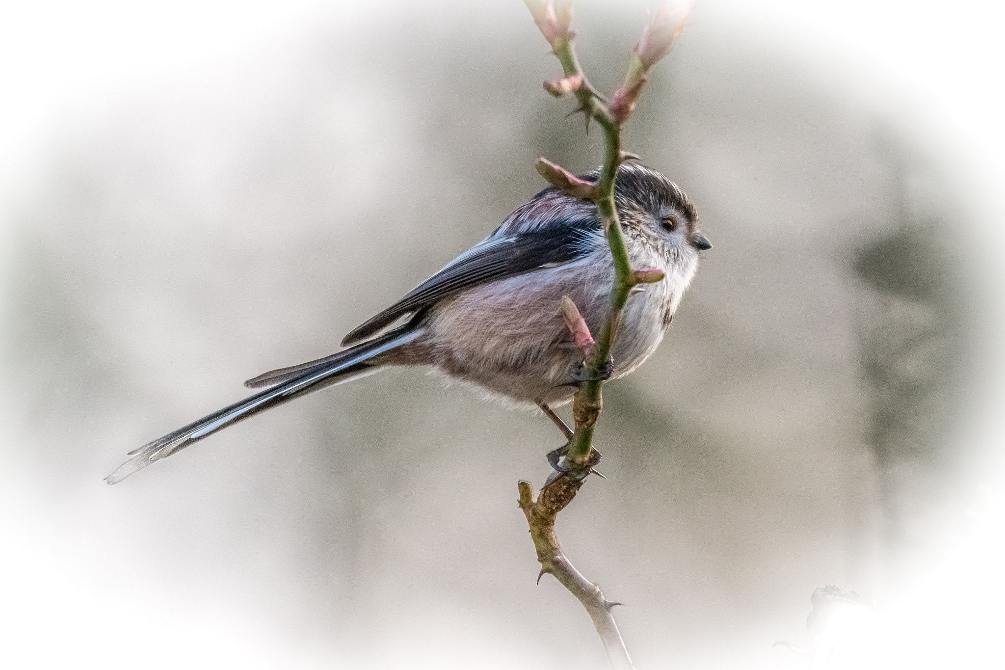 Sigma 150-600mm F5-6.3 DG OS HSM | C sample photo. Long tail tit photography