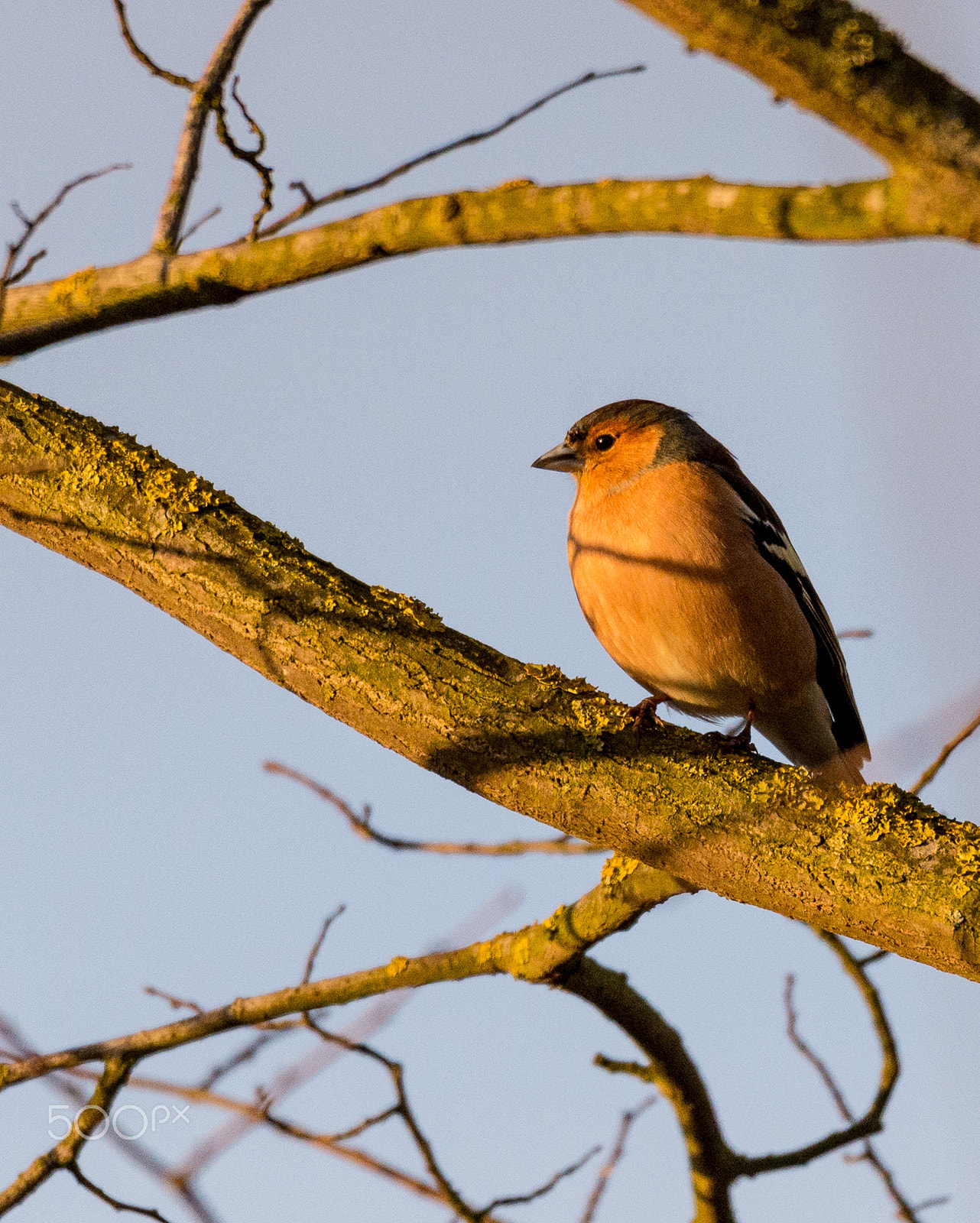 Sigma 150-600mm F5-6.3 DG OS HSM | S sample photo. Chaffinch photography