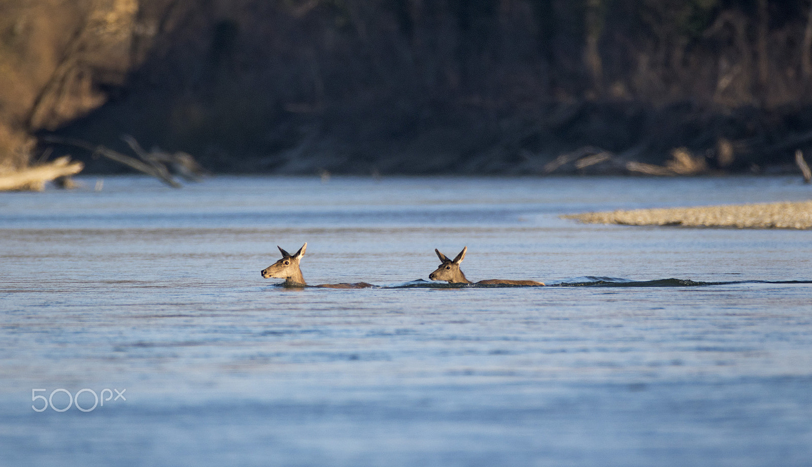 Canon EOS 7D Mark II + Canon EF 600mm F4L IS USM sample photo. Deers swimming across the river photography