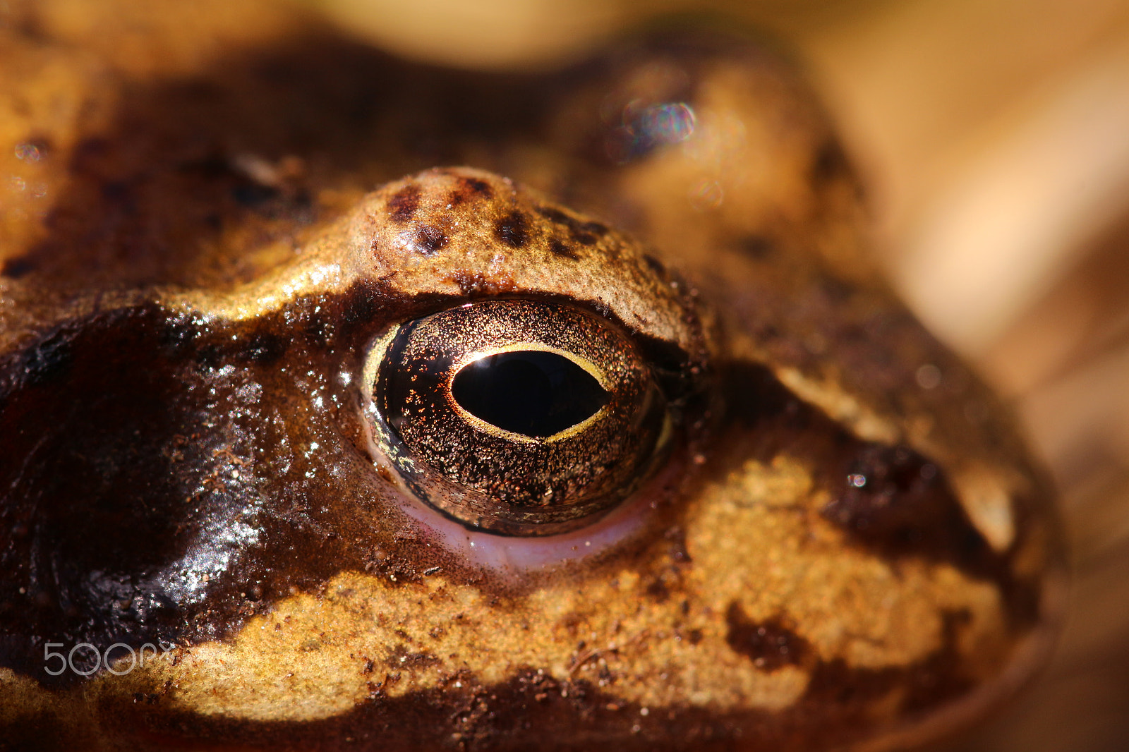 Canon EF 100mm F2.8L Macro IS USM sample photo. The frogs eye  photography