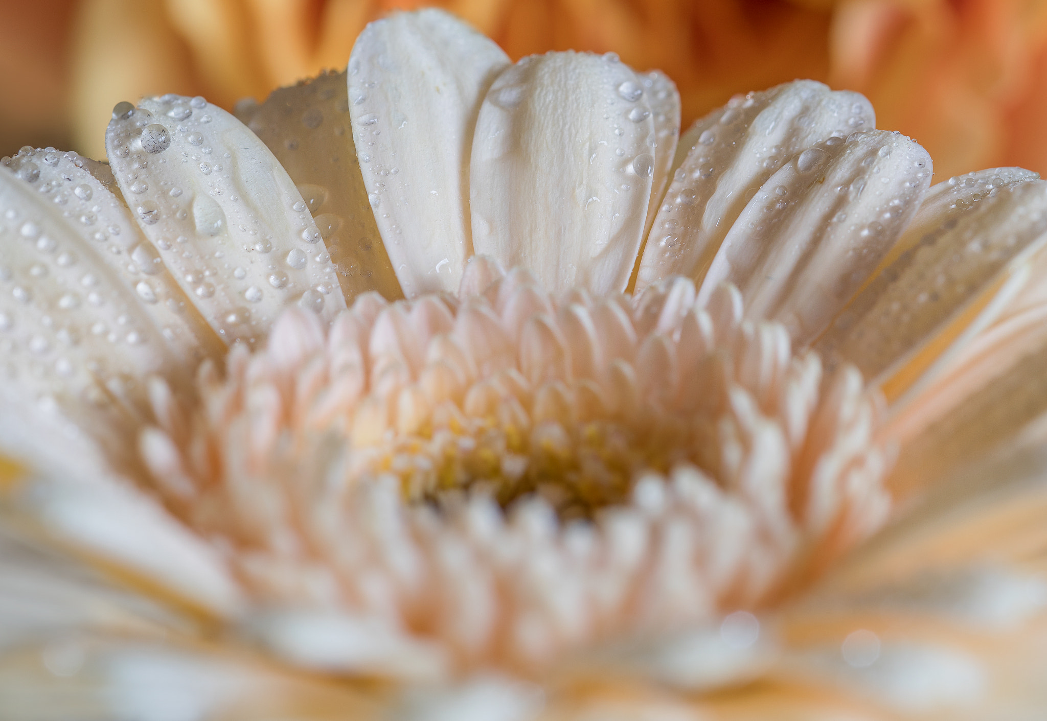 Sigma 105mm F2.8 EX DG OS HSM sample photo. Macro photography