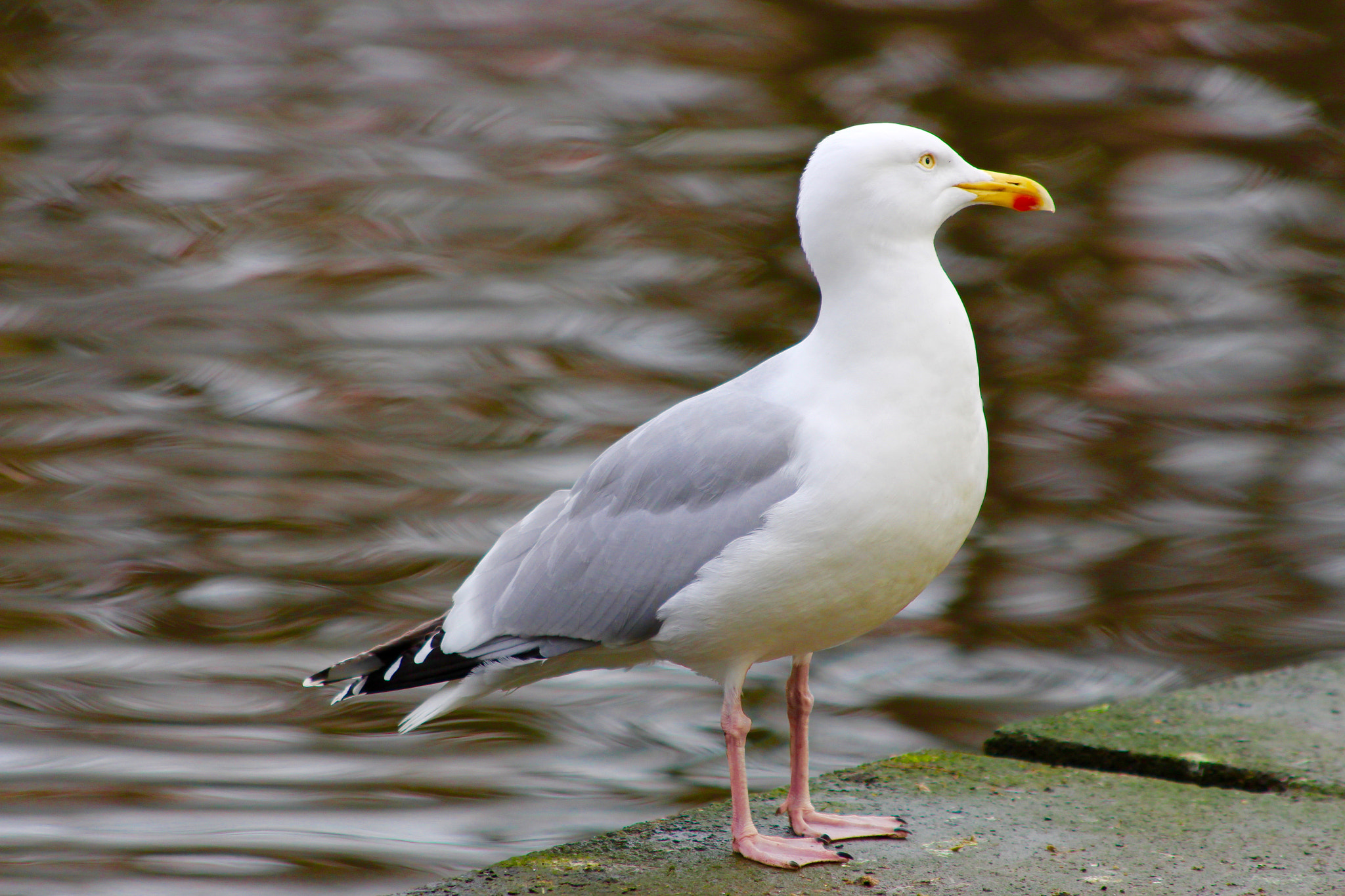 Canon EF 70-300mm F4-5.6 IS USM sample photo. Look at me photography