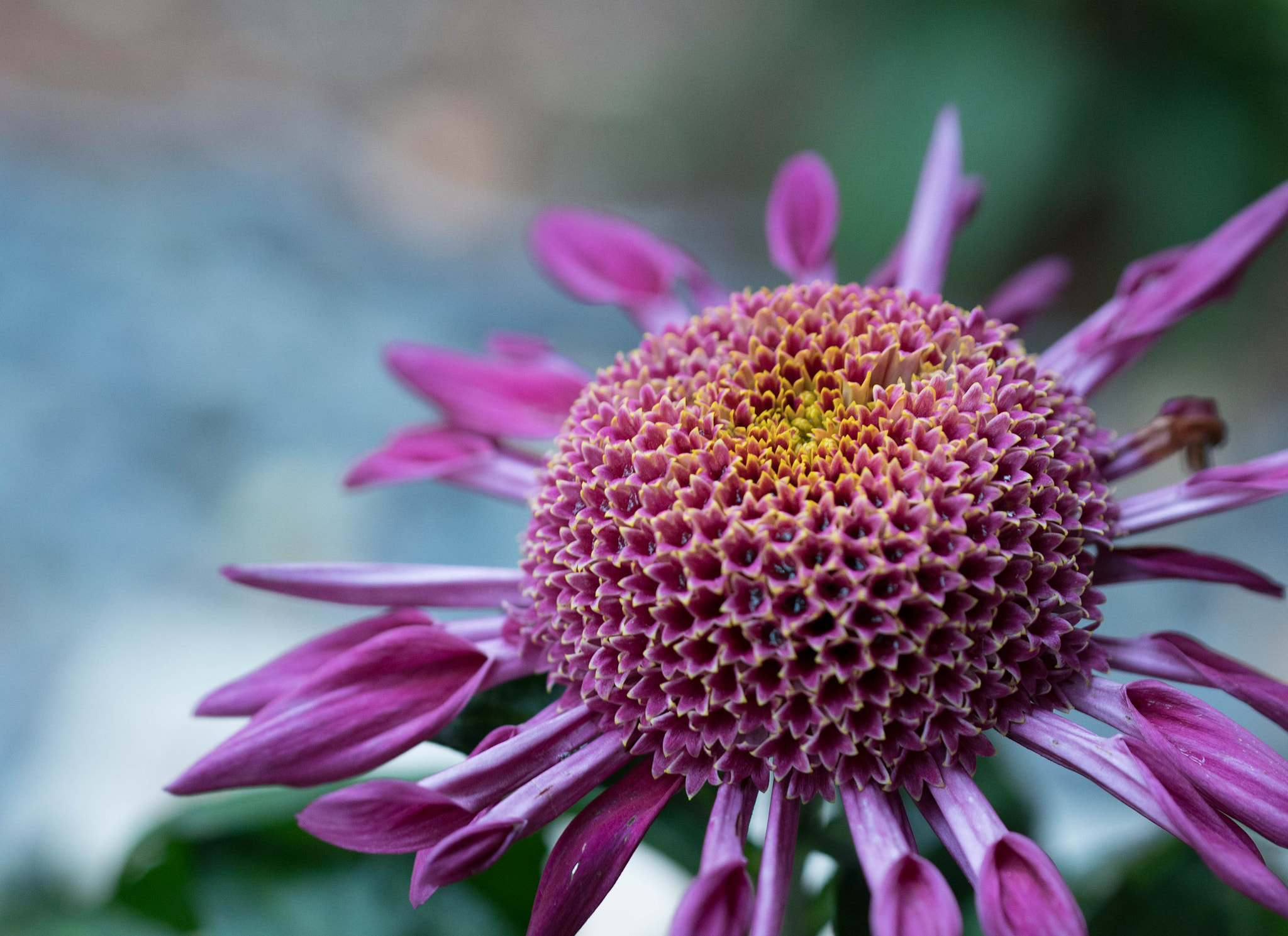 Sony Planar T* FE 50mm F1.4 ZA sample photo. Big ol' flower photography