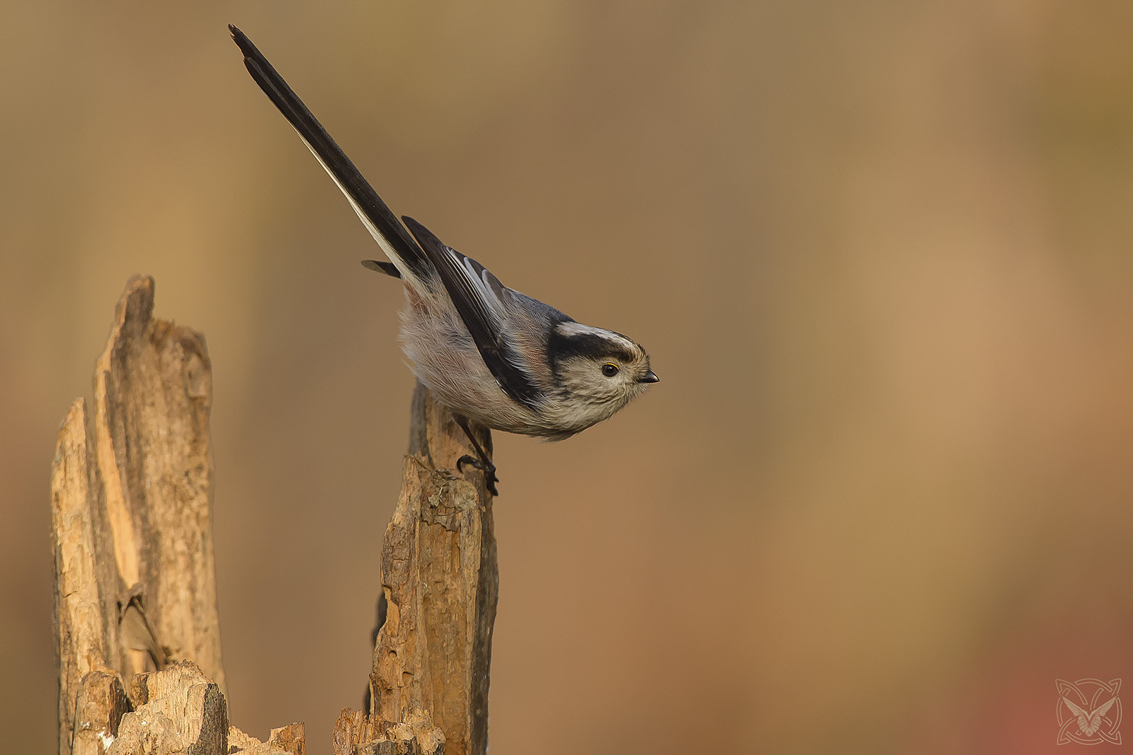 Nikon AF-S Nikkor 600mm F4G ED VR sample photo. Aegithalos caudatus - codibùgnolo - tupinet photography