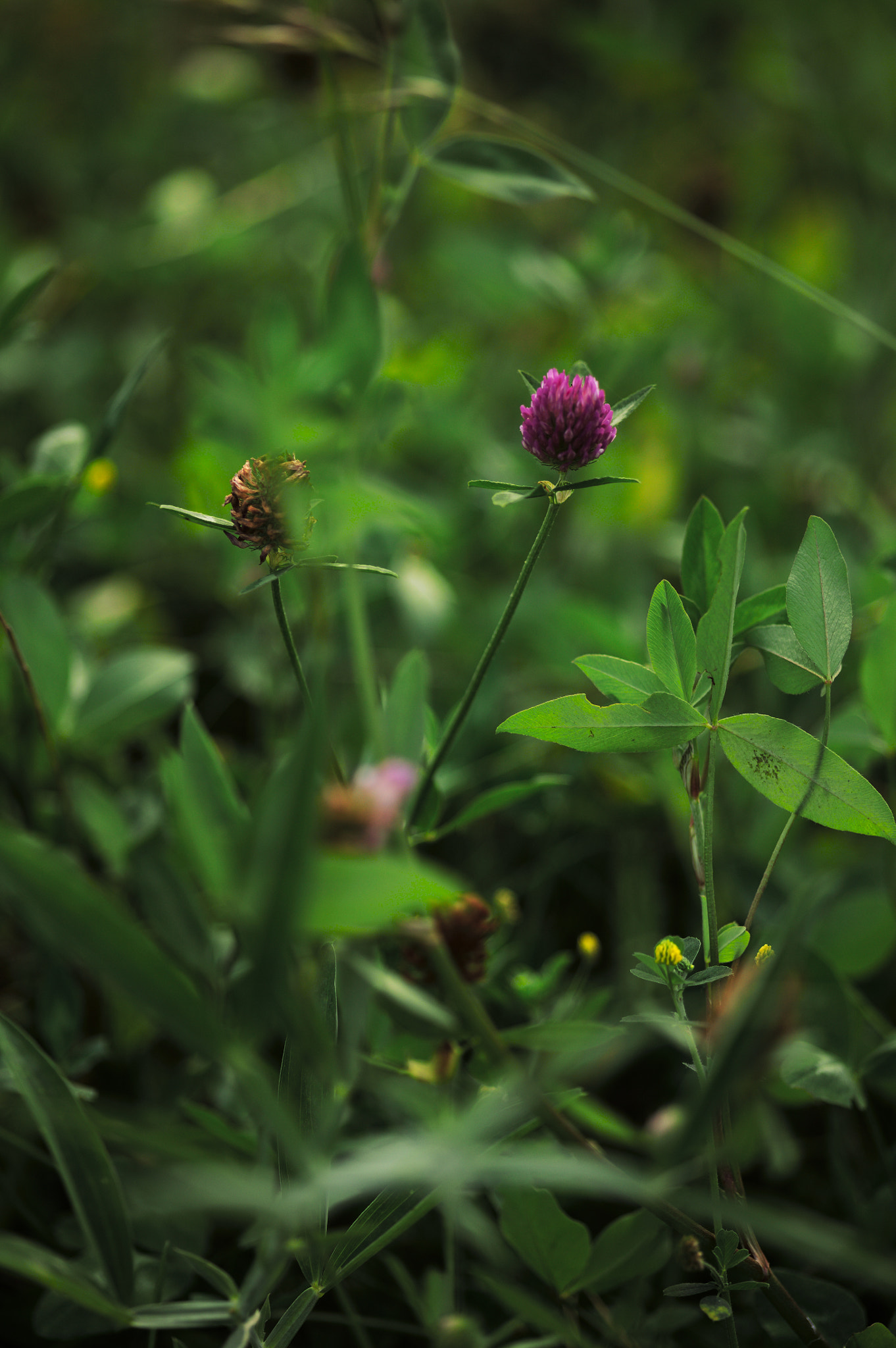 Canon EOS 5D + Sigma 105mm F2.8 EX DG Macro sample photo. Img_2894.jpg photography