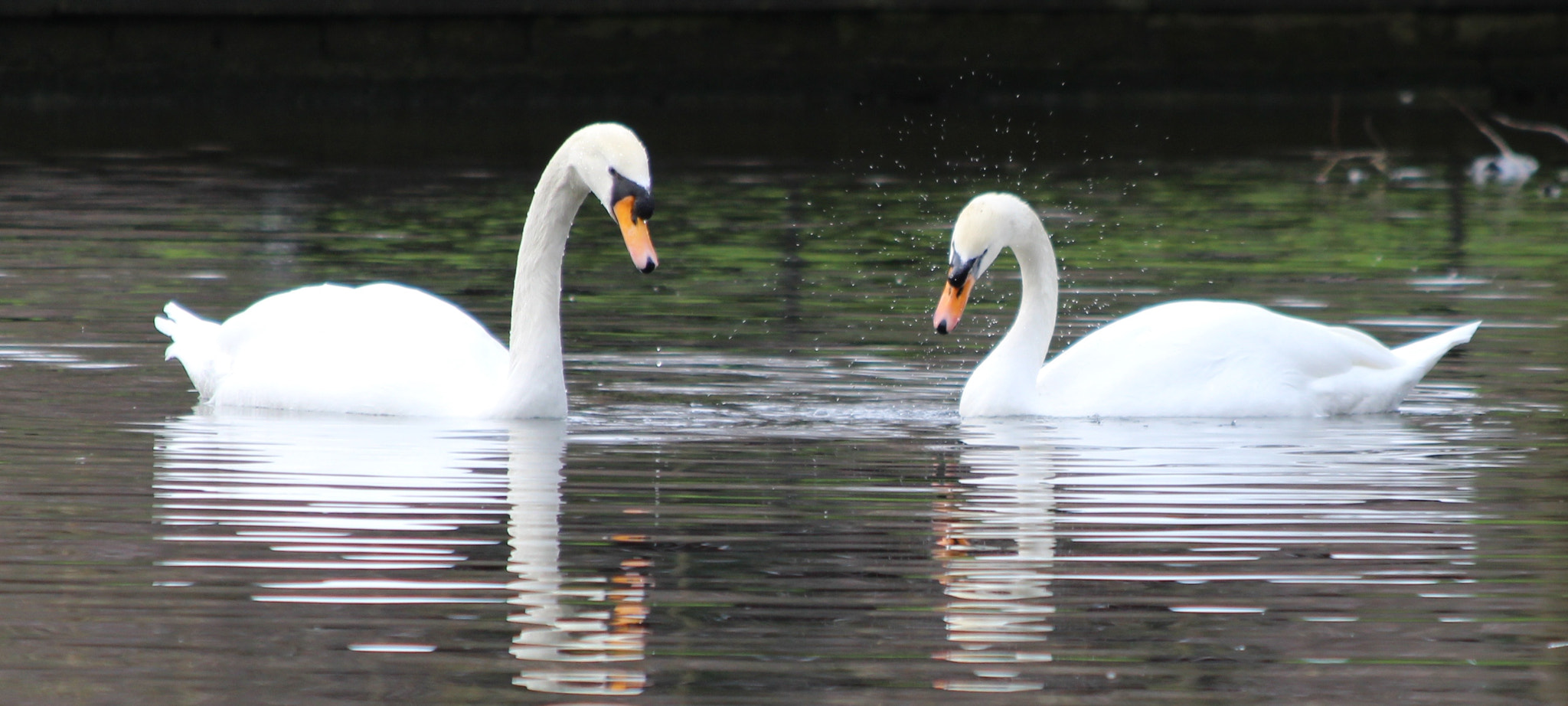 Canon EF 70-300mm F4-5.6 IS USM sample photo. Swan lake photography