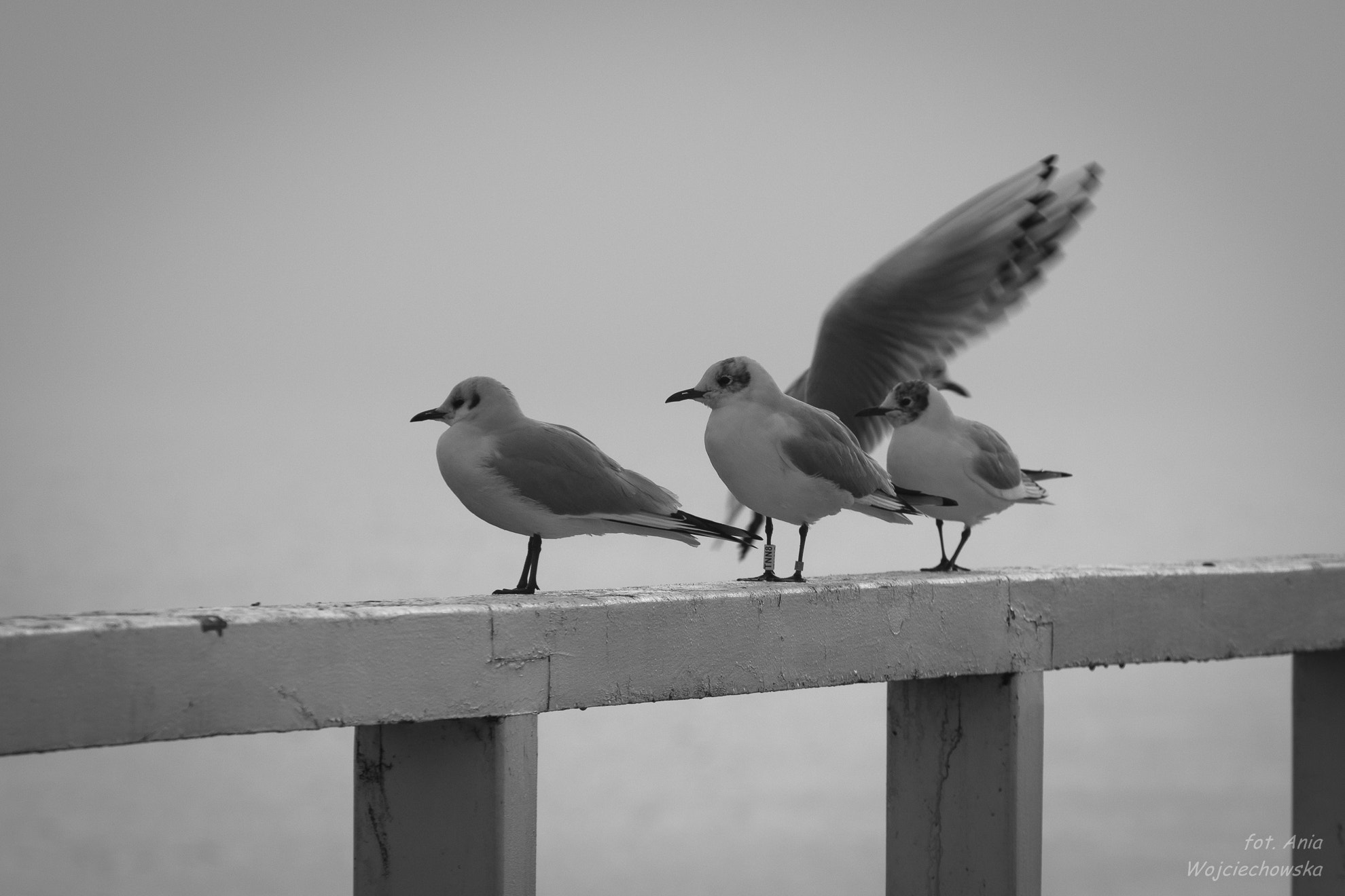 Canon EOS 600D (Rebel EOS T3i / EOS Kiss X5) + Canon EF 70-200mm F4L USM sample photo. Seagulls b&w photography