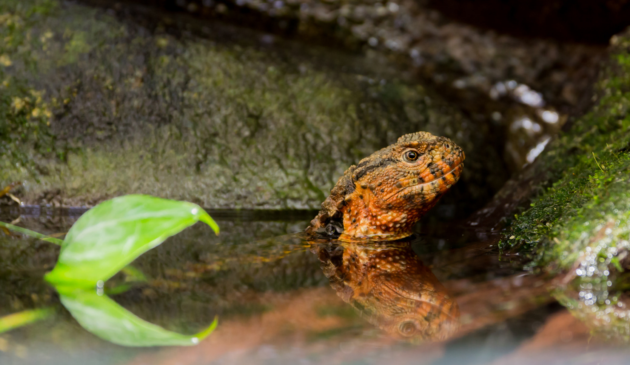 Canon EOS 700D (EOS Rebel T5i / EOS Kiss X7i) + Sigma 17-70mm F2.8-4 DC Macro OS HSM sample photo. Krokodilschwanzechse (shinisaurus crocodilurus) photography