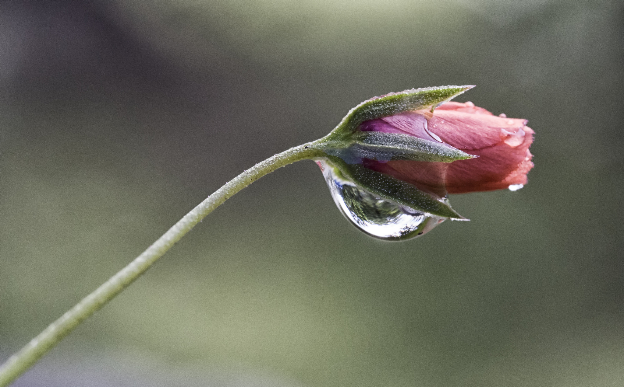 Canon MP-E 65mm F2.5 1-5x Macro Photo sample photo. Drop on flower photography