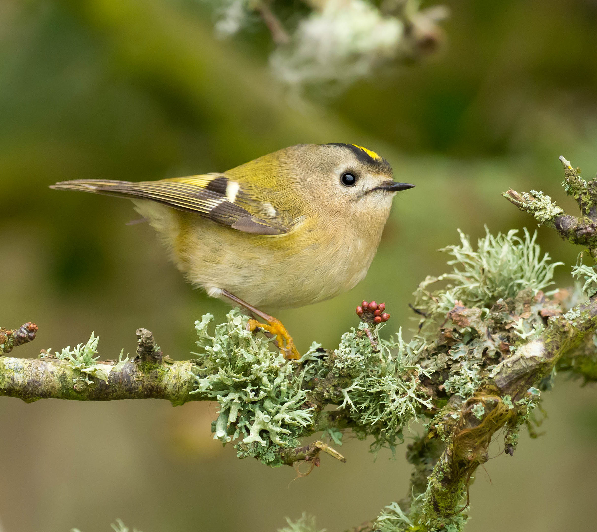 Olympus OM-D E-M1 Mark II + OLYMPUS M.300mm F4.0 sample photo. Finally this little goldcrest perched on a branch so i could get a clear shot. photography