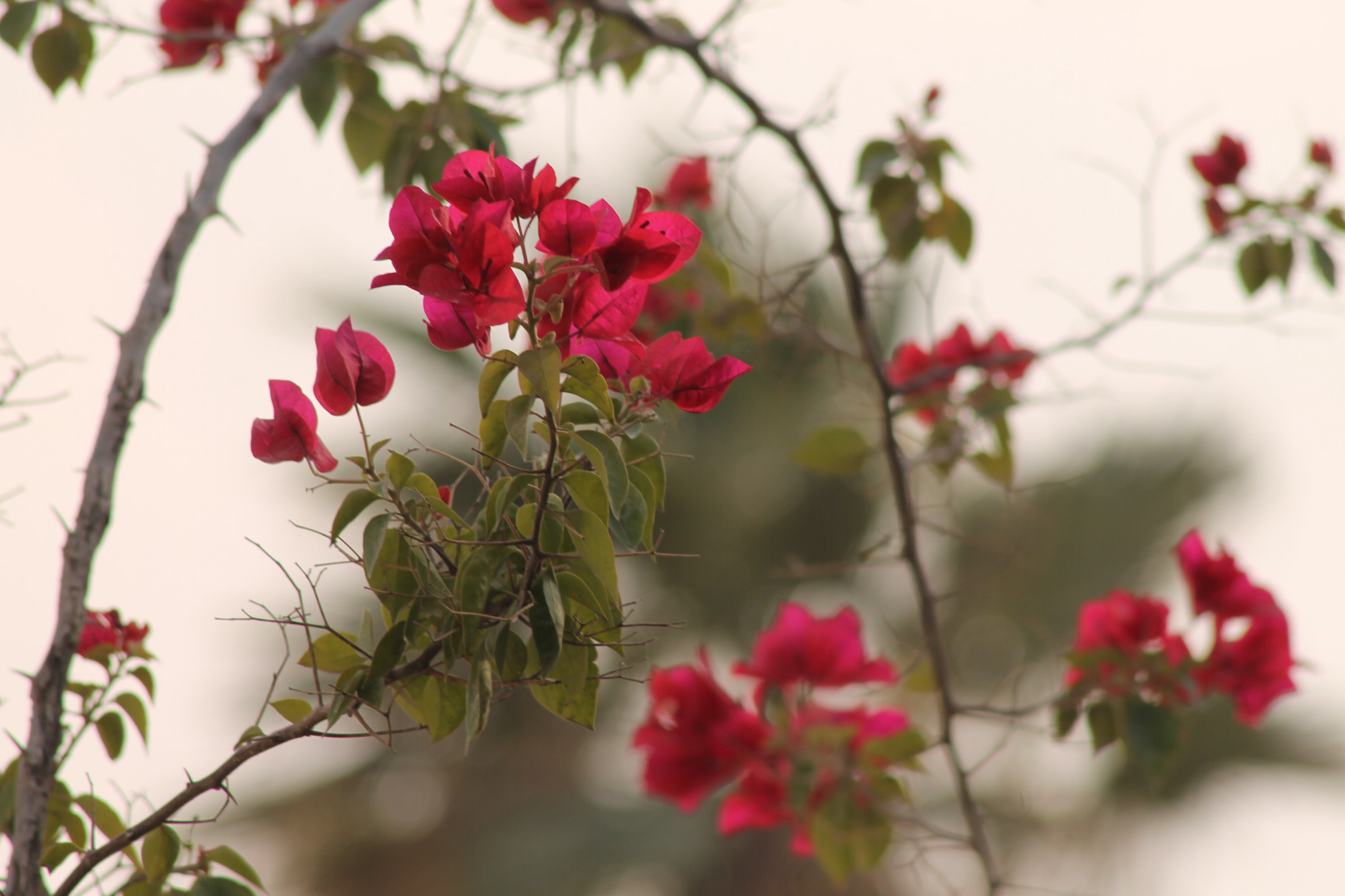 Canon EF 75-300mm f/4-5.6 USM sample photo. Img photography