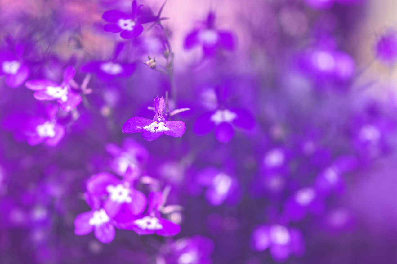 Nikon AF-S Micro-Nikkor 105mm F2.8G IF-ED VR sample photo. ♥♥♥ photography