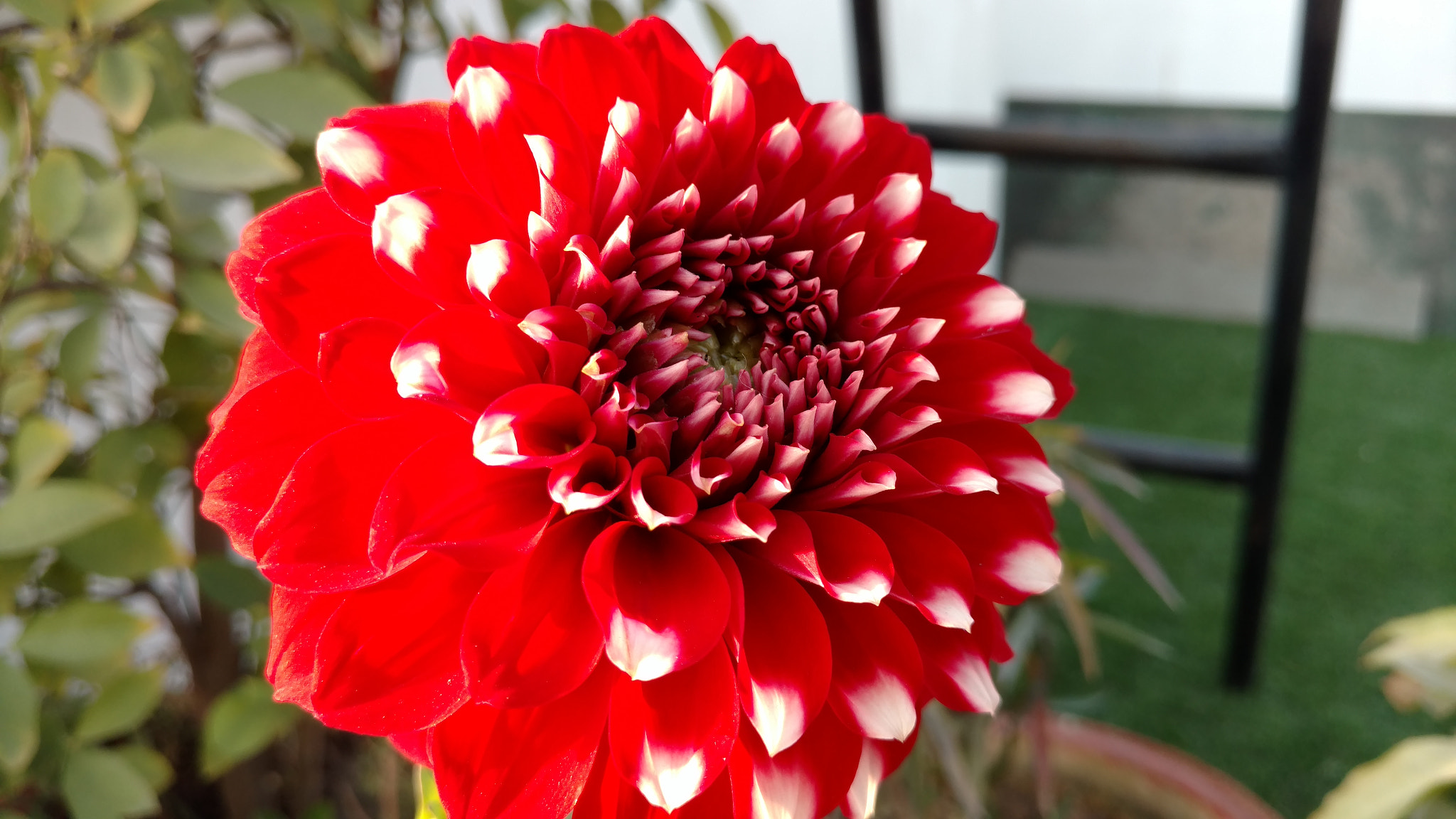 Motorola Moto X Style sample photo. Blooming away to glory photography