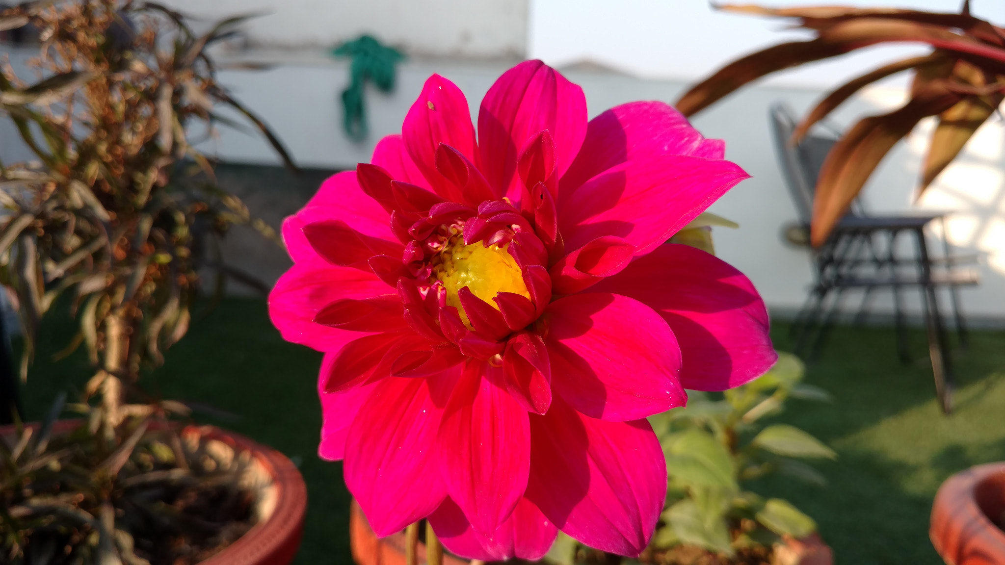 Motorola Moto X Style sample photo. In full bloom photography