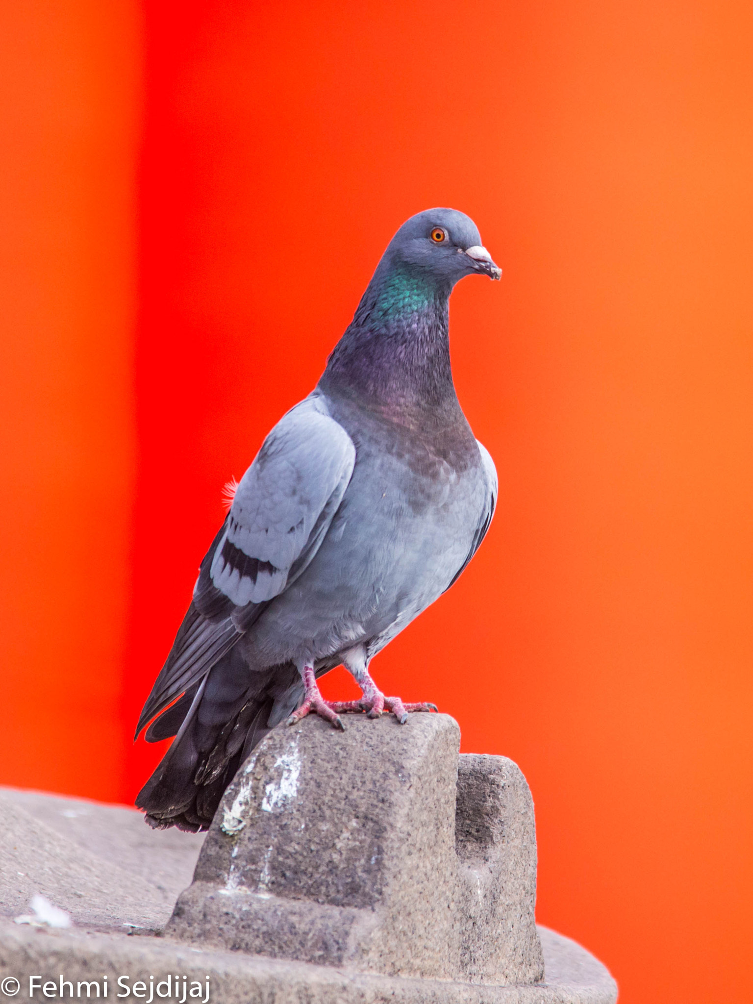Sigma 150-500mm F5-6.3 DG OS HSM sample photo
