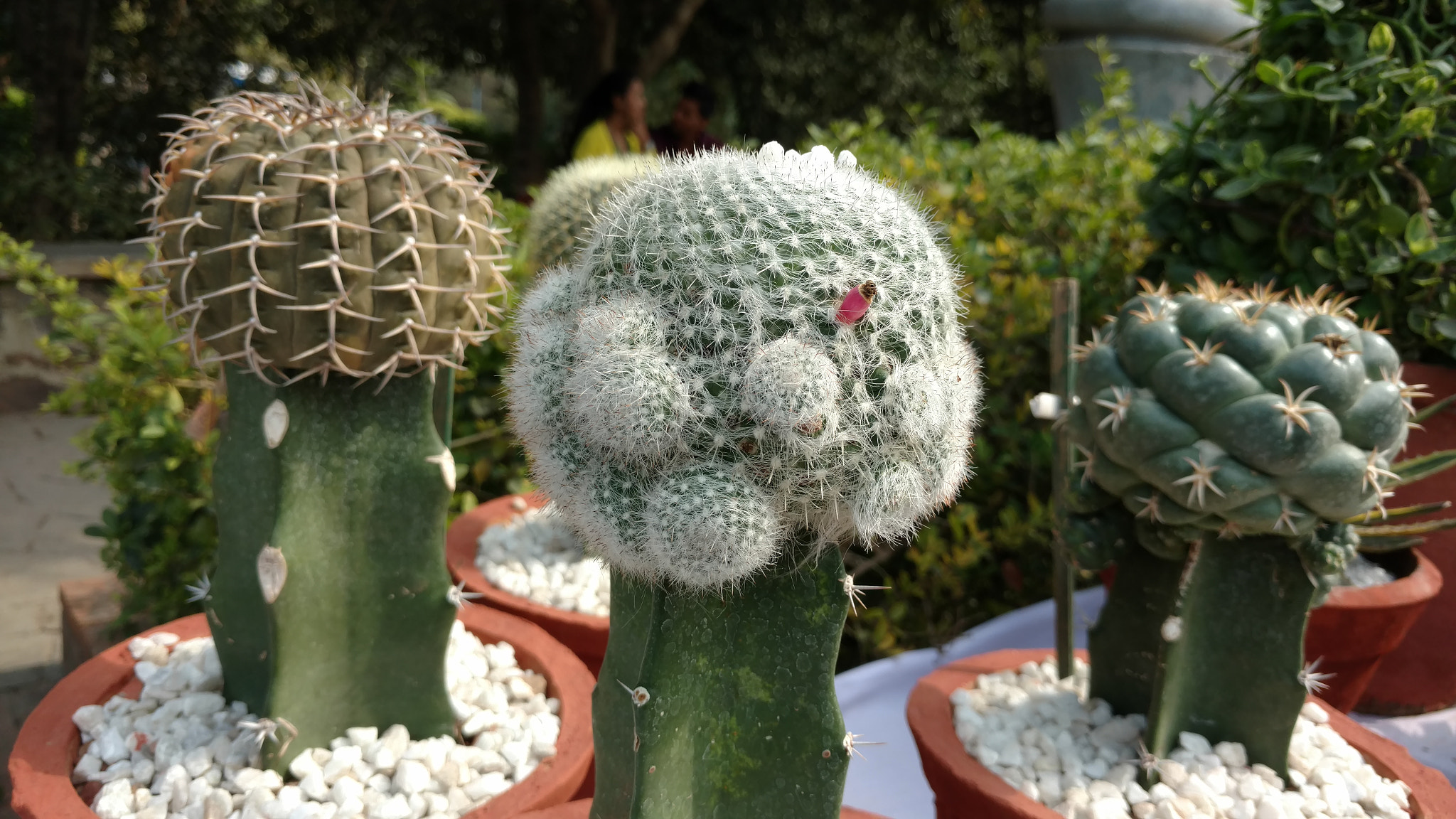 Motorola Moto X Style sample photo. Cacti family photography