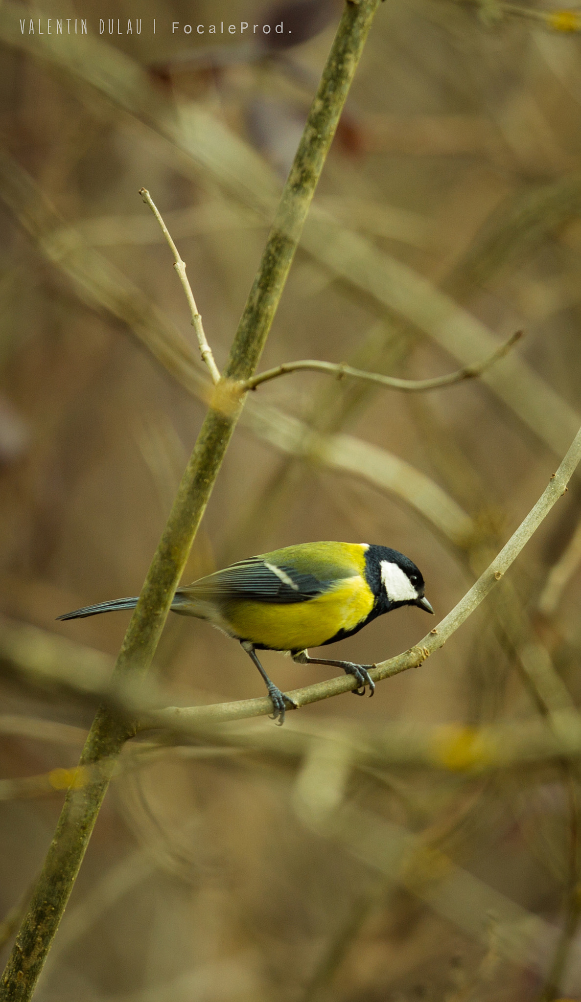 Canon EF 400mm F2.8L IS USM sample photo. Mésange photography